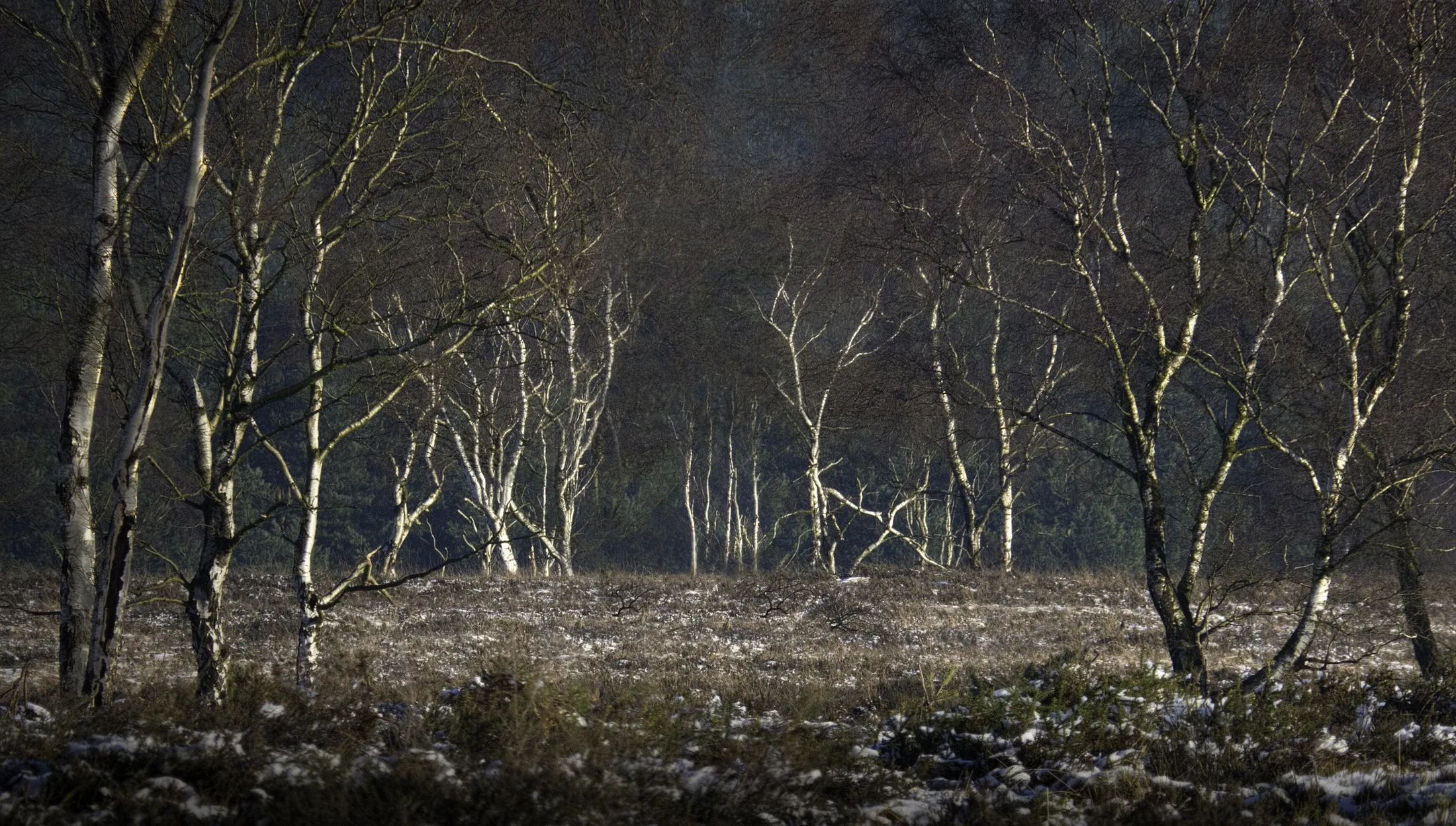 Entry 2515727