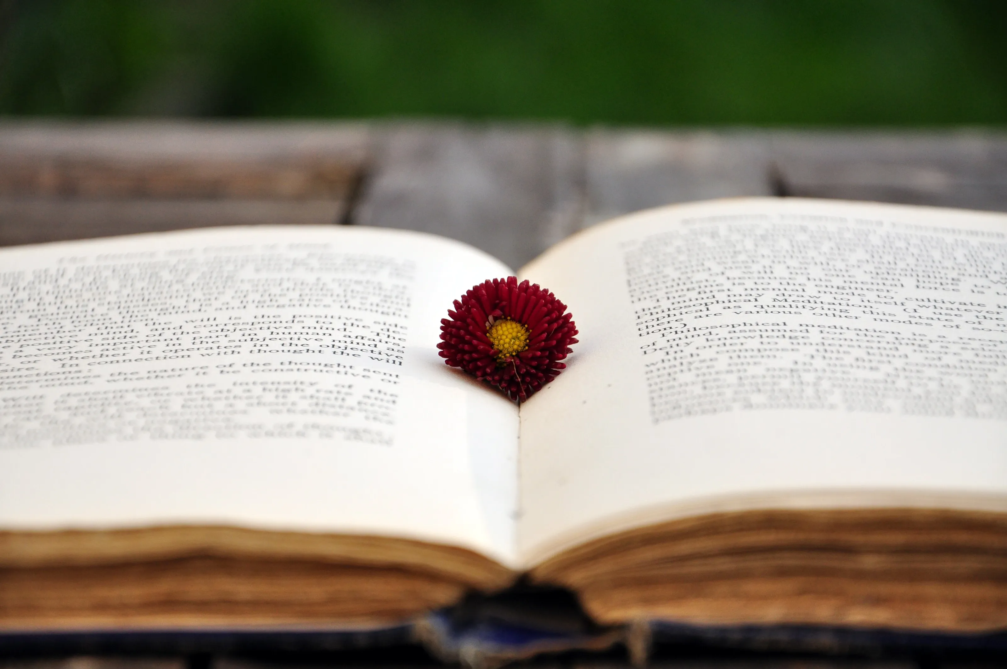 Daisy on a book