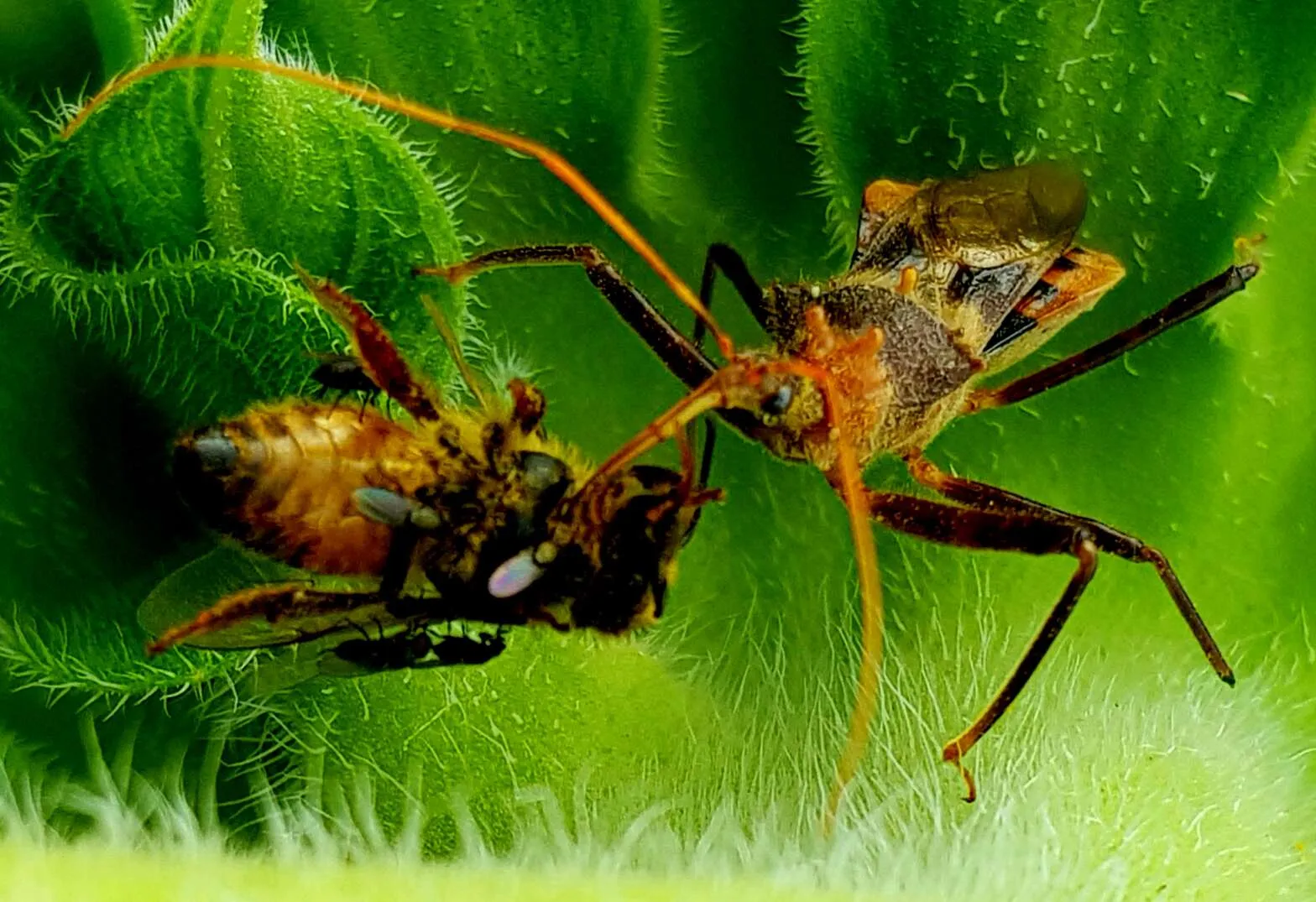 Death on a sunflower
