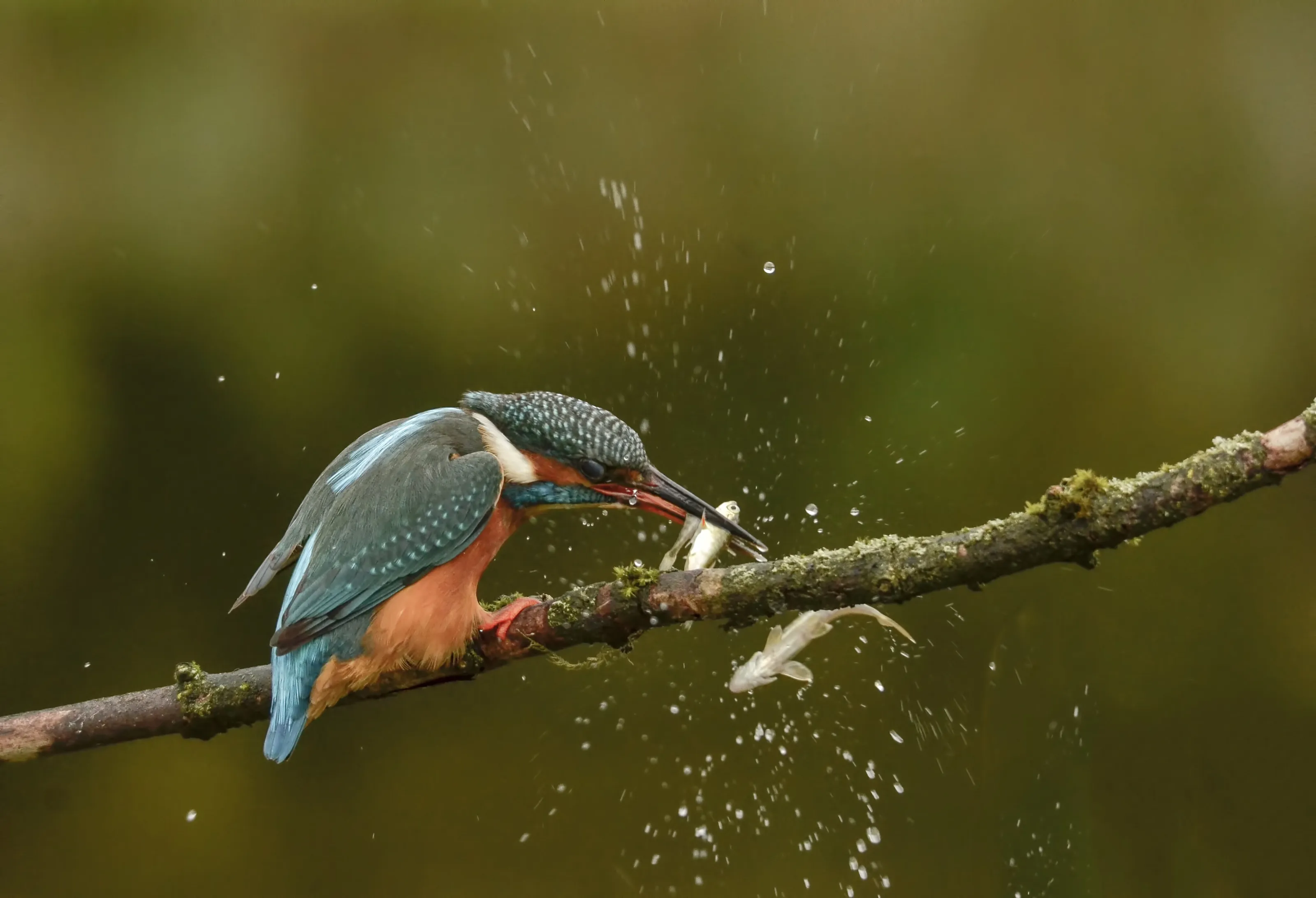 female kingfisher stunning fish