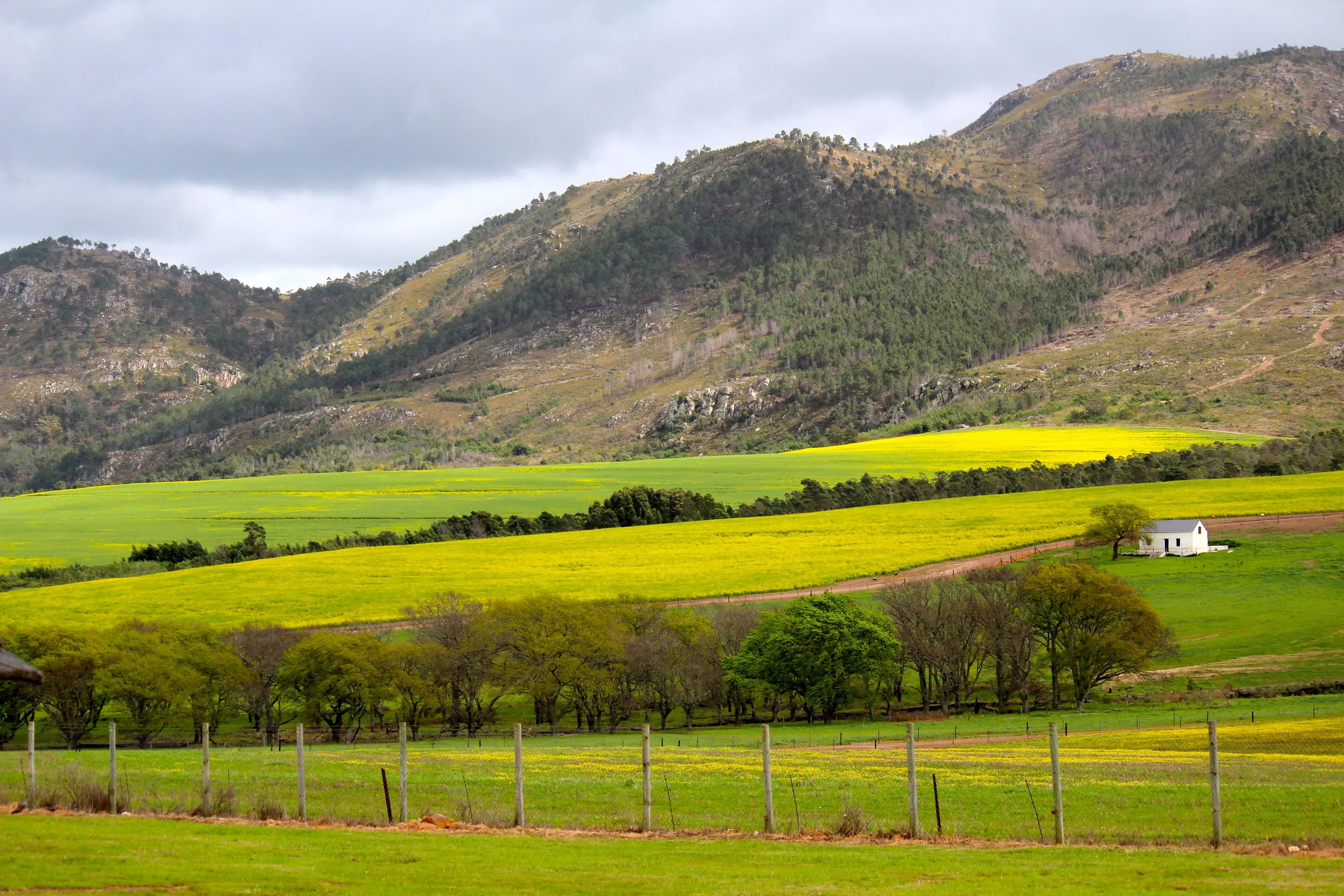 Canola Farm outside Cape Town