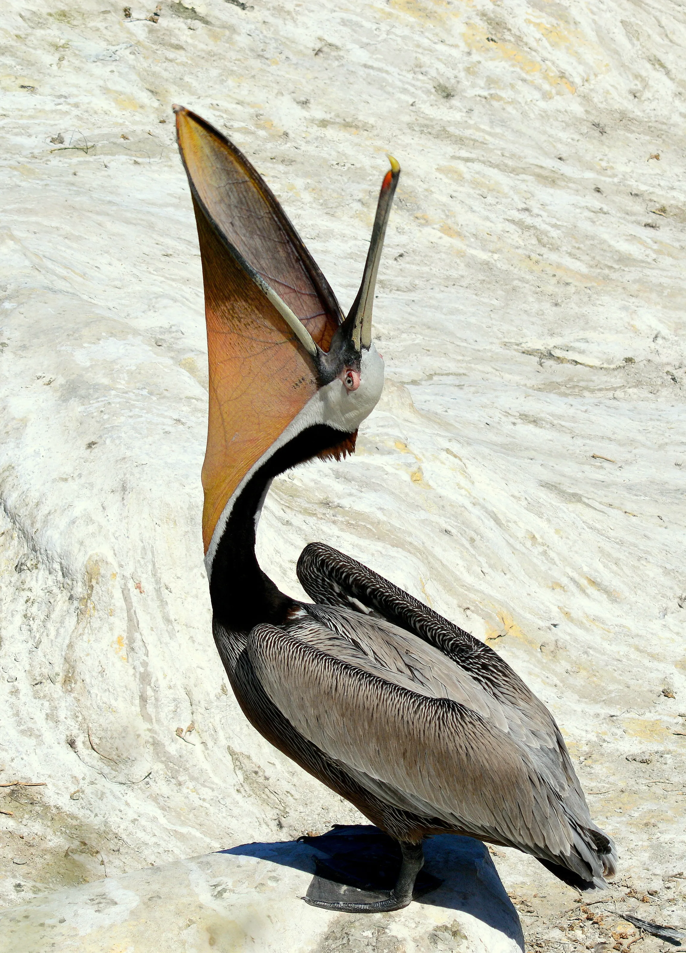 The yawning pelican of La Jolla