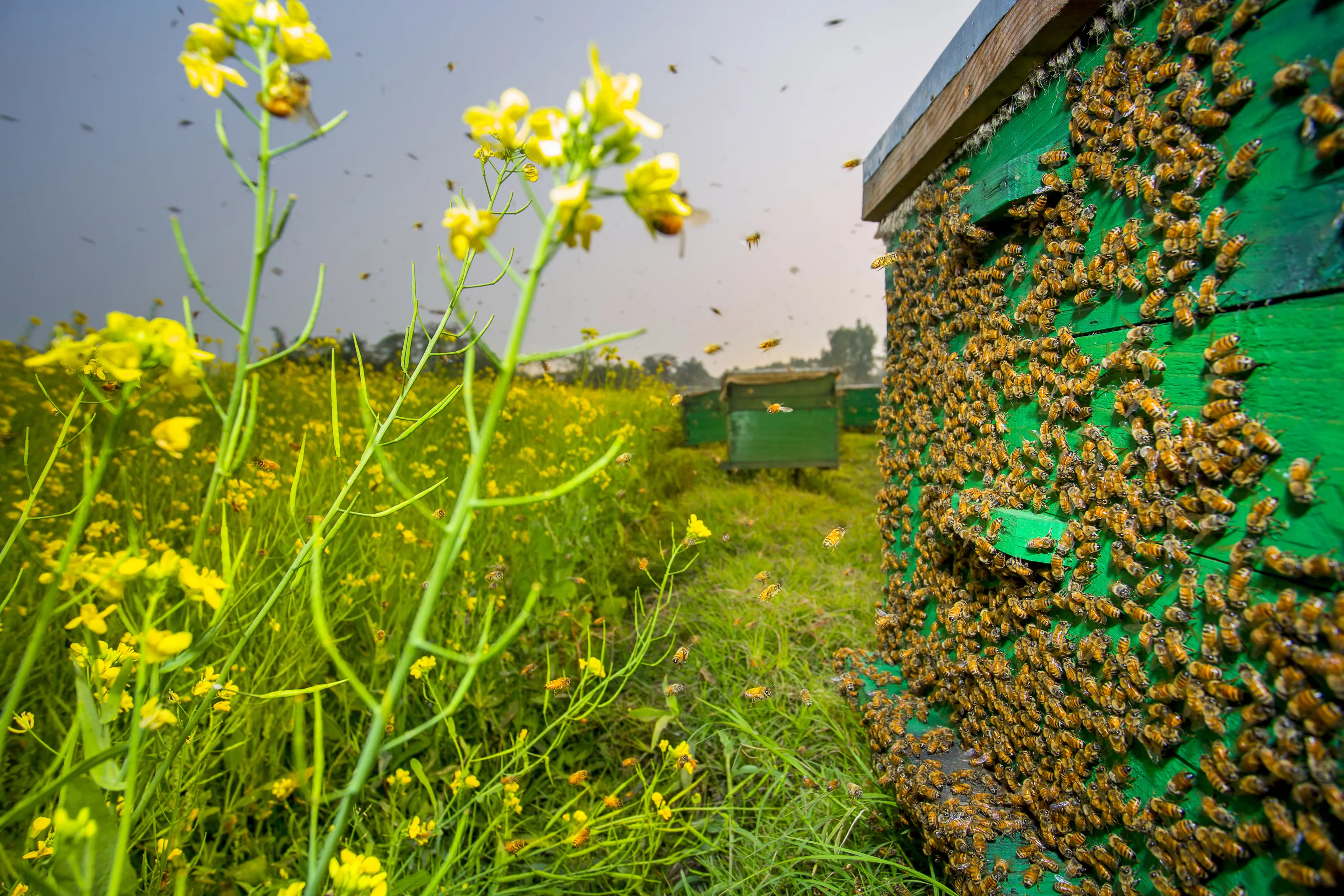 Honeybees Entering Hive.