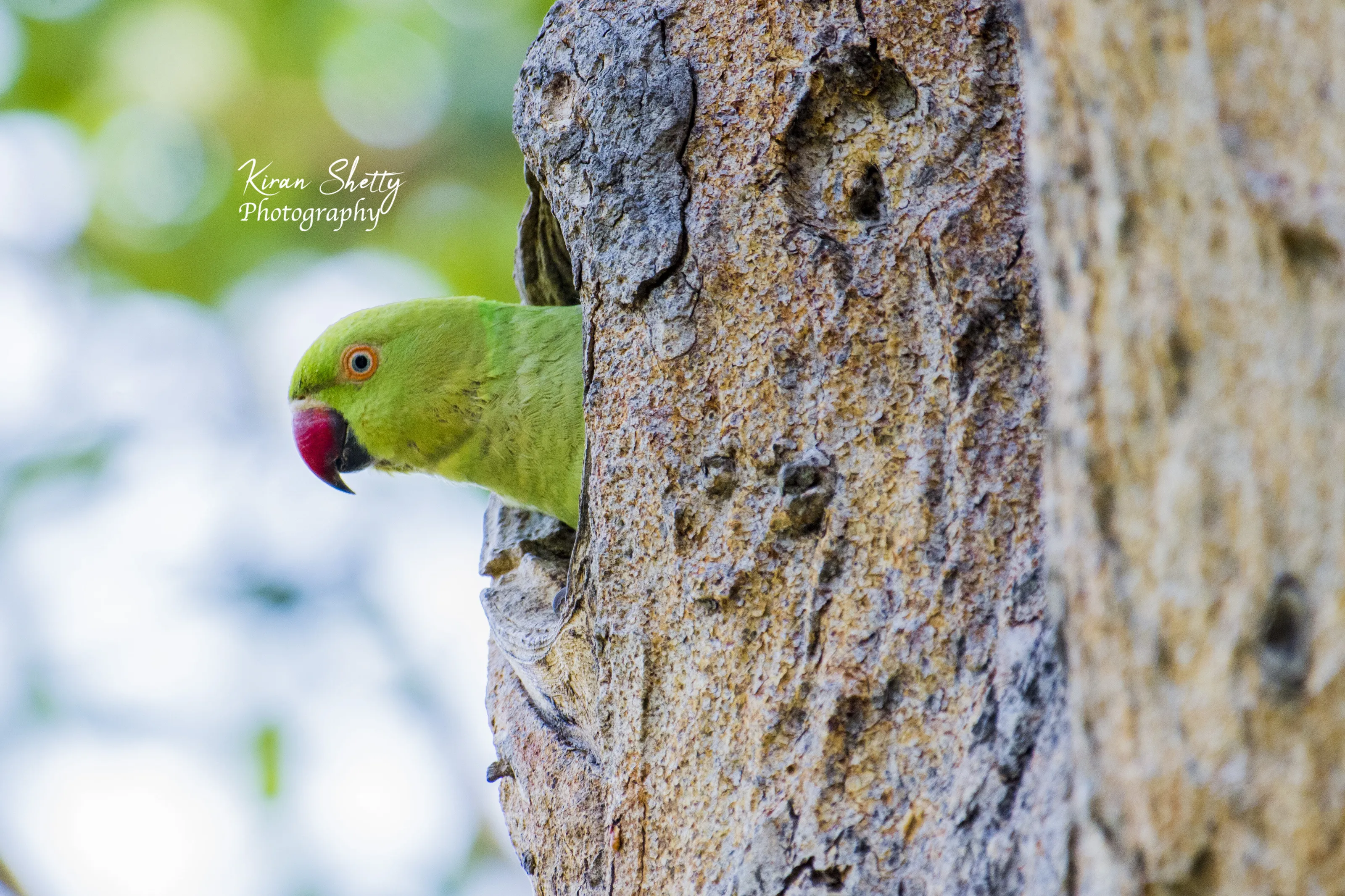 Are you still waiting for me! ....., Parakeet