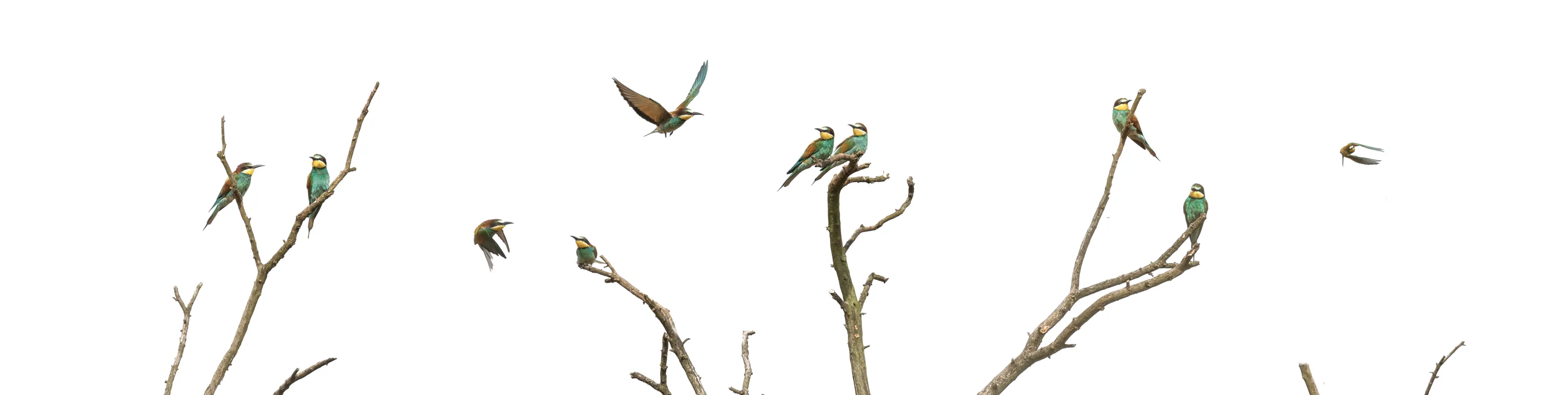 bee-eaters, rare visitors in the uk.