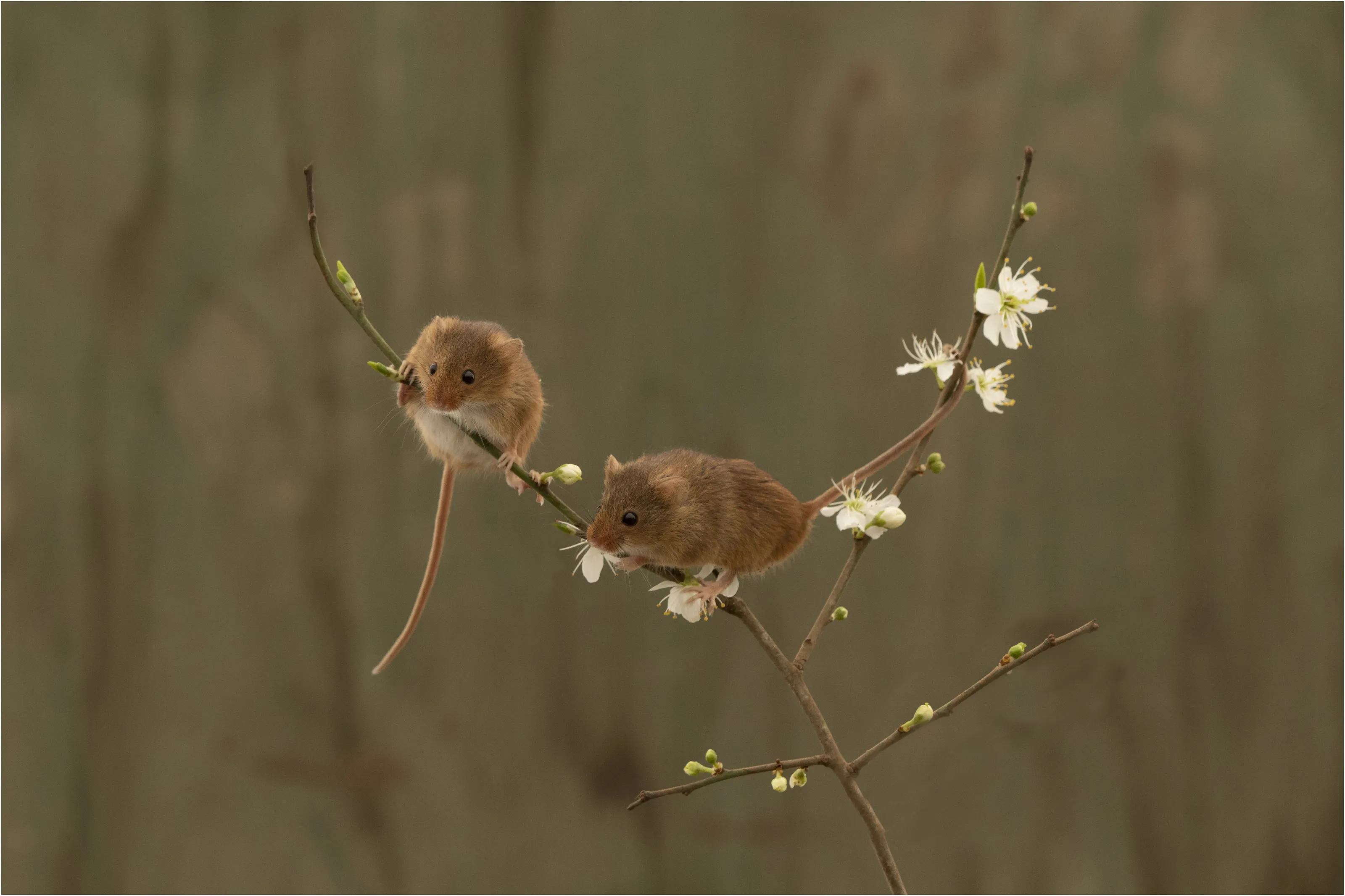 Wood Mice on Blackthorn