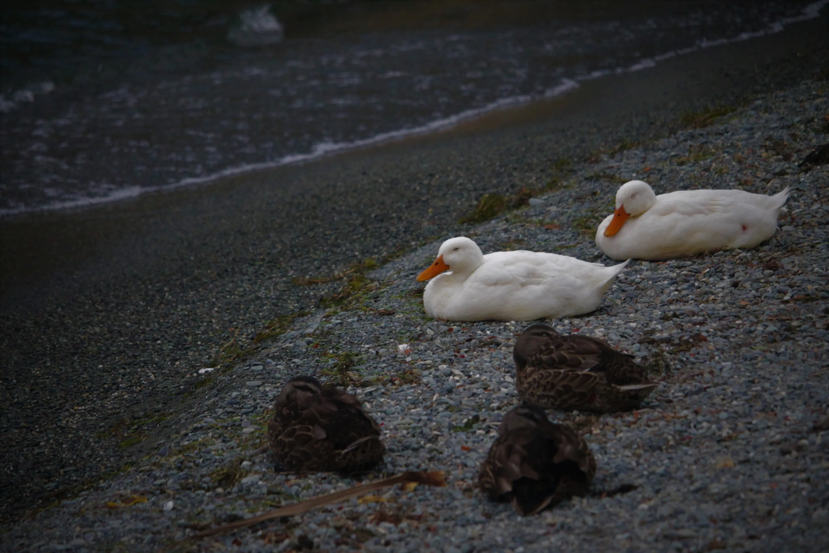 Ducks on a Pebble Beach
