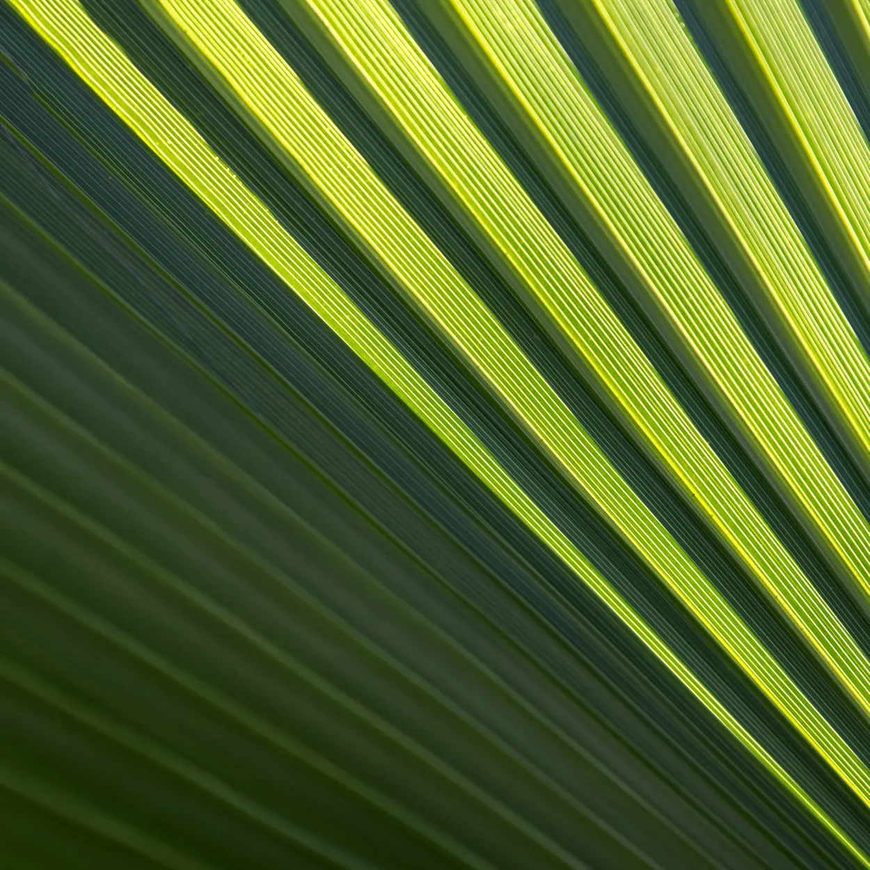 Palm Leaf