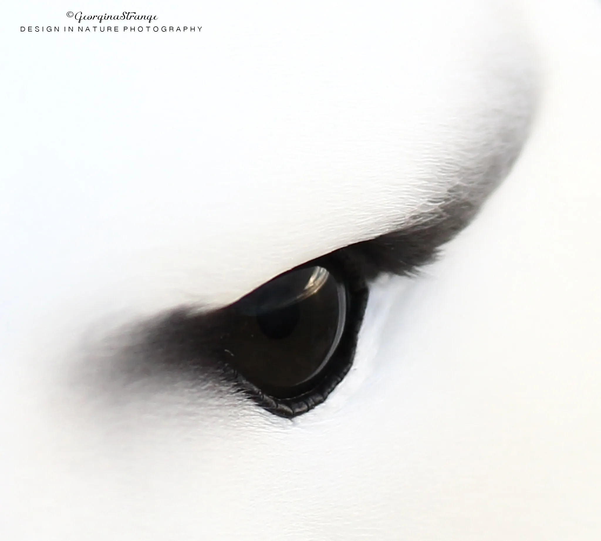 Black-browed albatross eye
