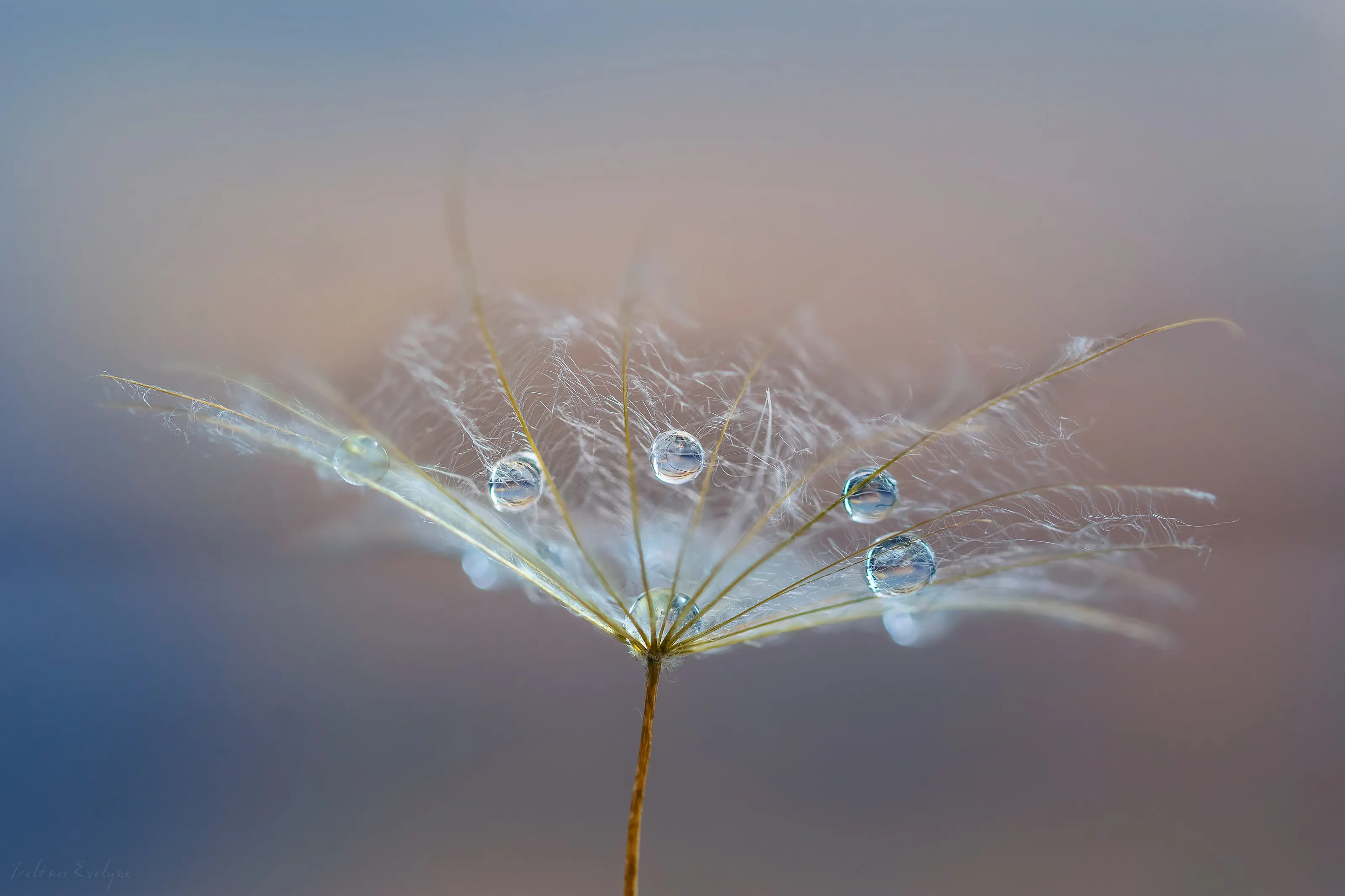 Petit parapluie..