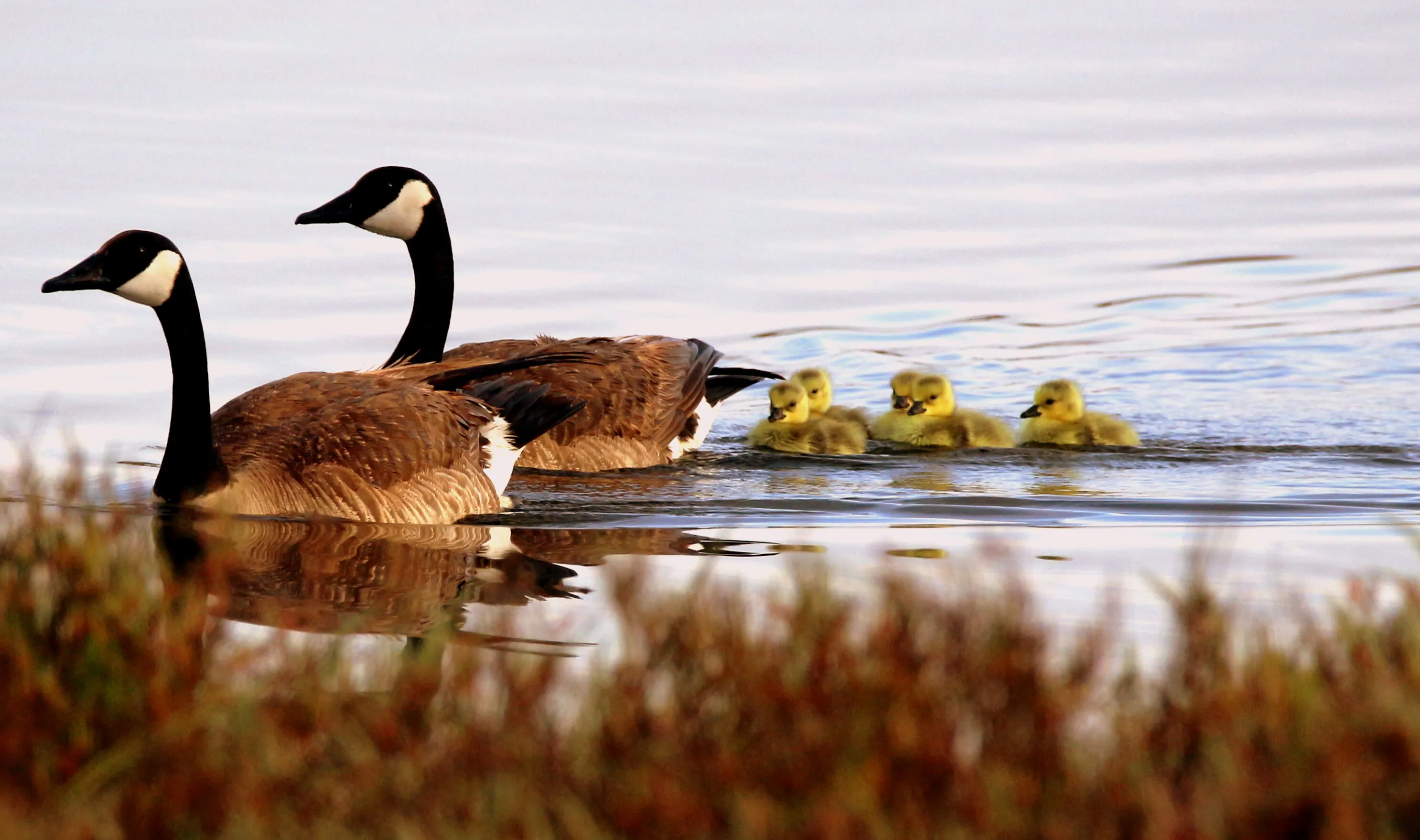 Canadian Geese with their Ducklings