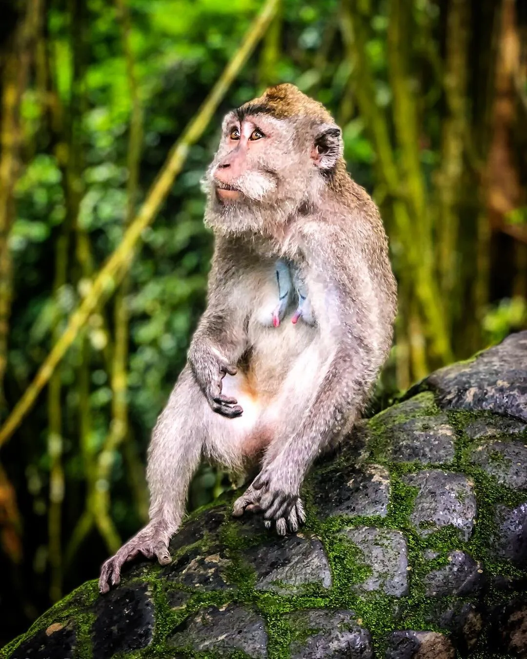 Monkey Forest