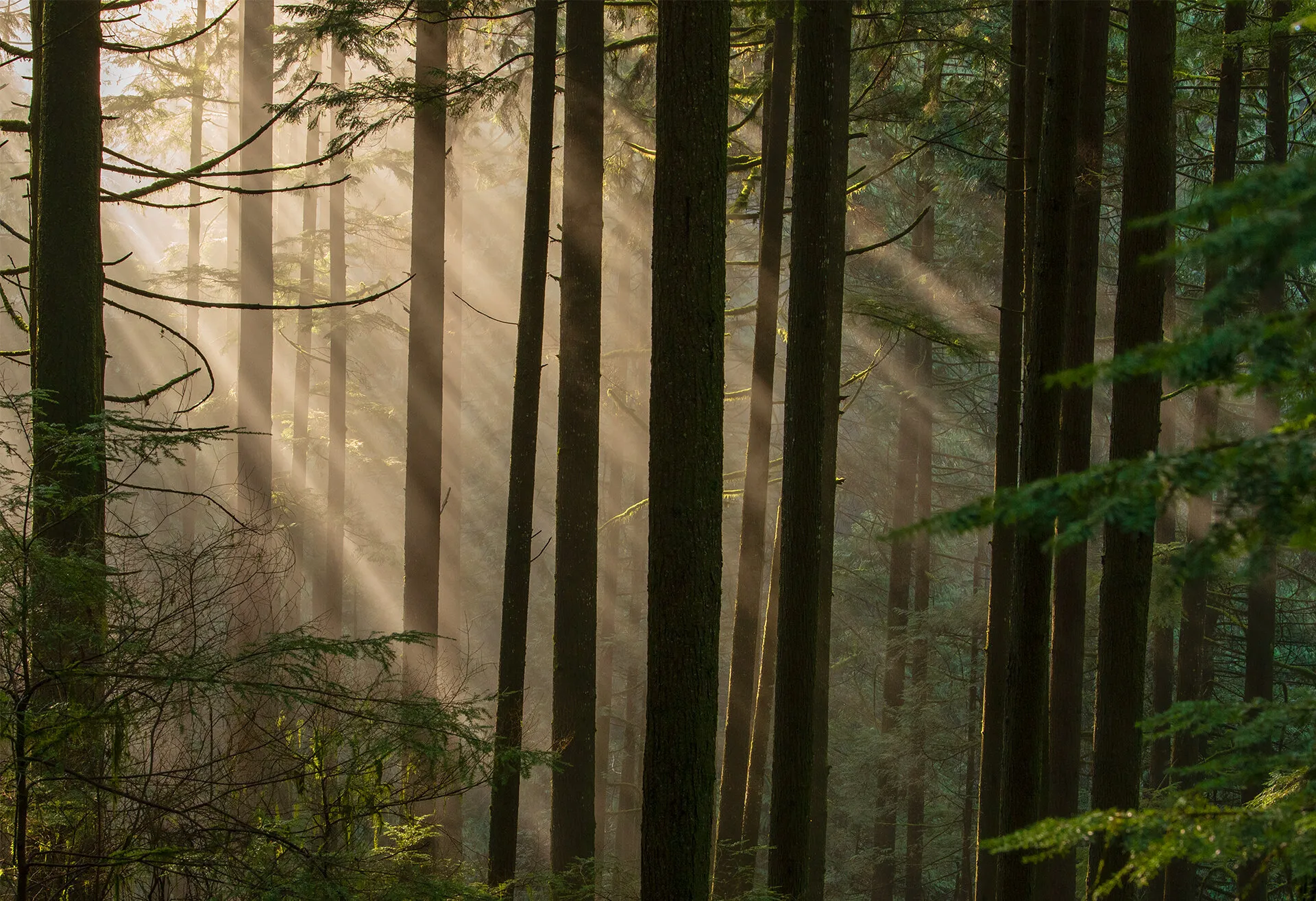 Morning Light