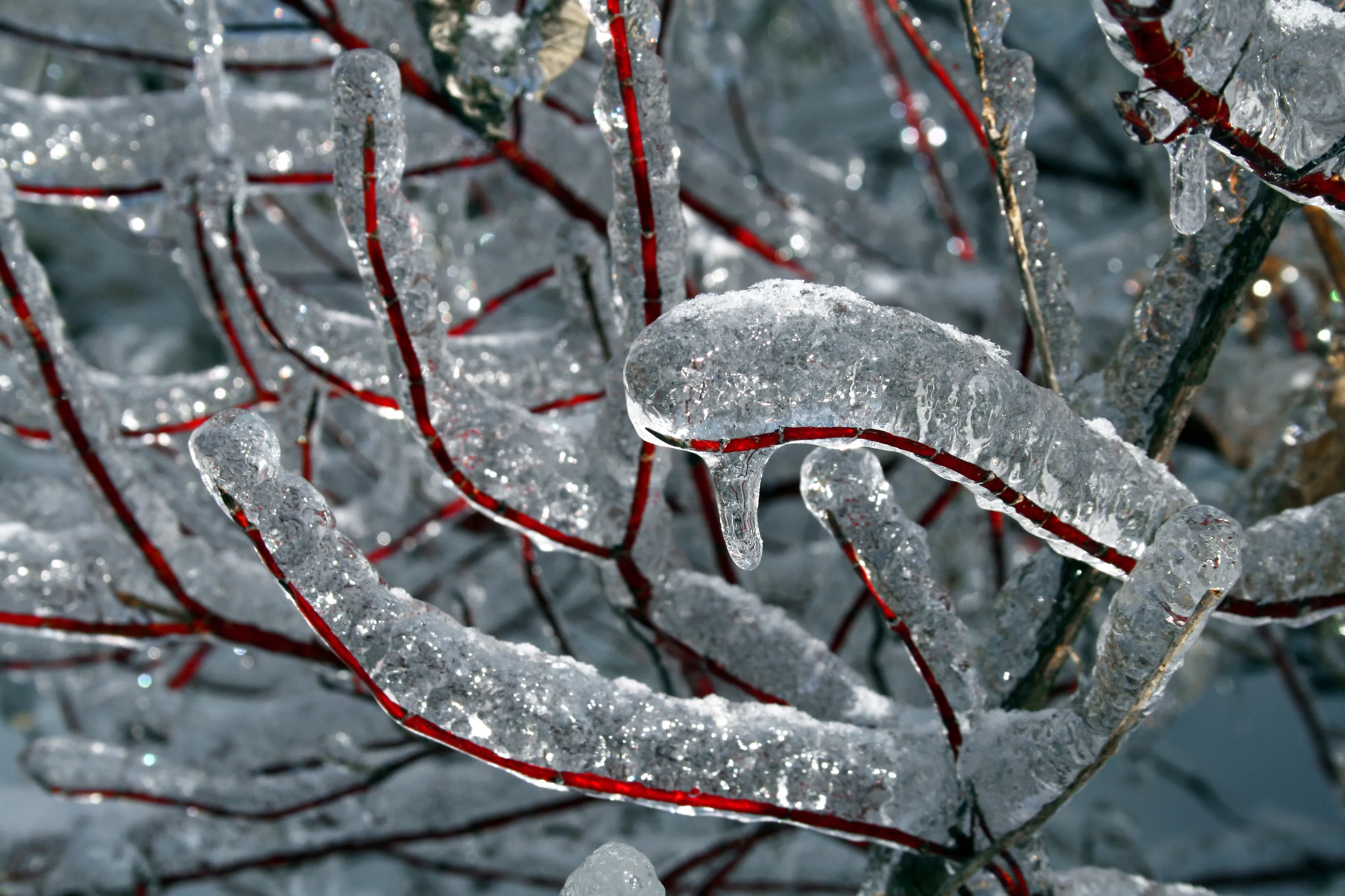 Winter Wonderland