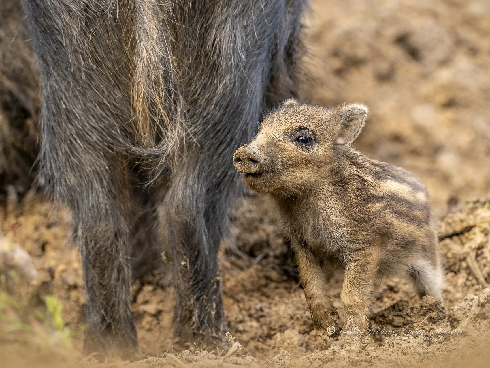 Sticking Close to Mother