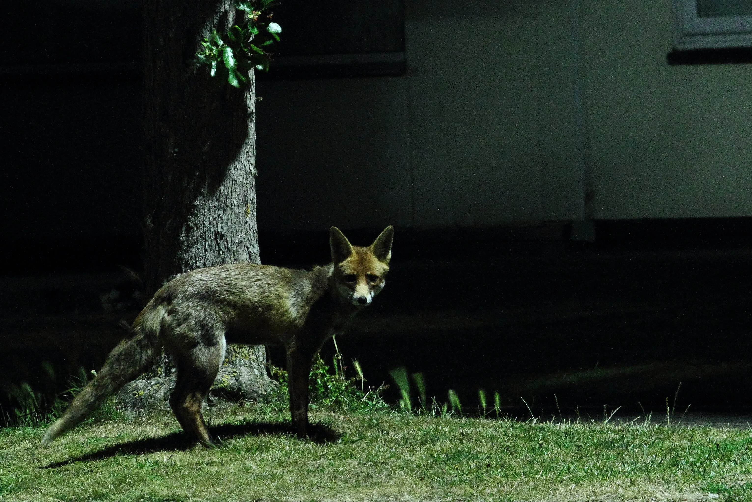 Urban Fox