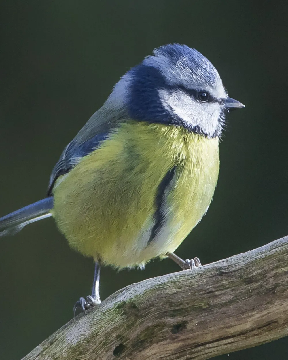 Entry 1945567