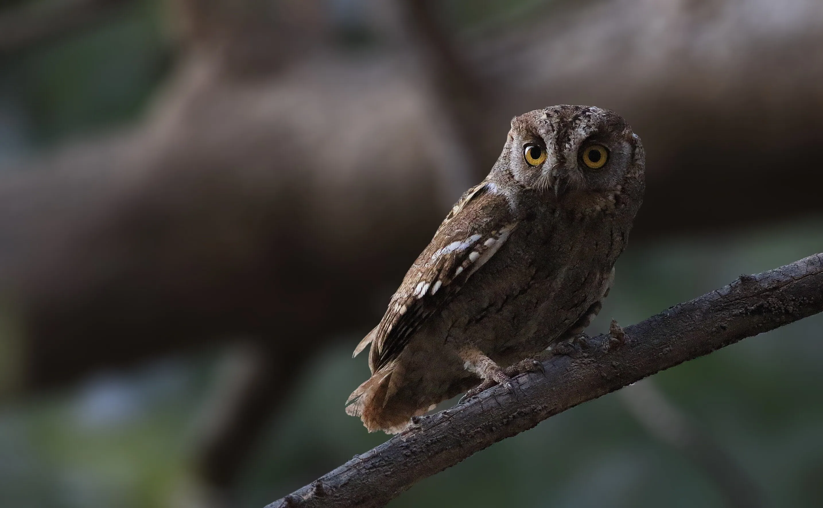 Arabia Scops owl