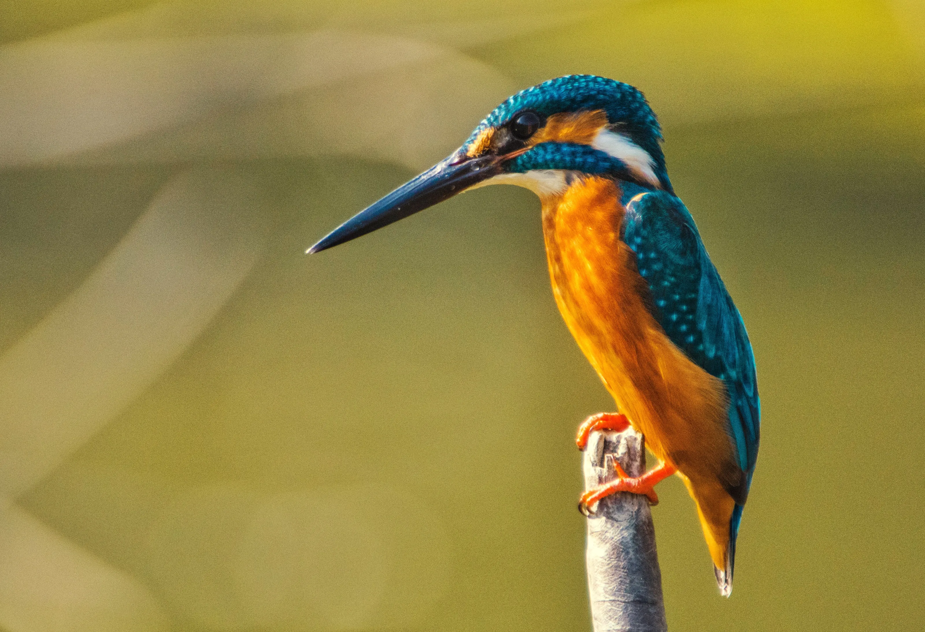 Kingfisher