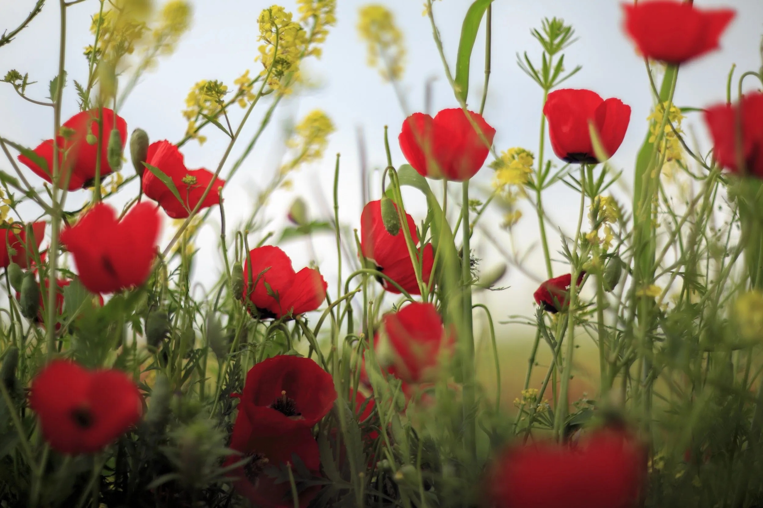 Poppies. Spring mood.