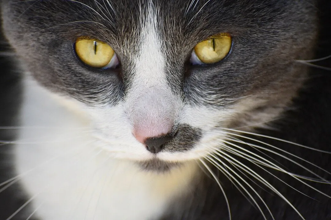 Milo