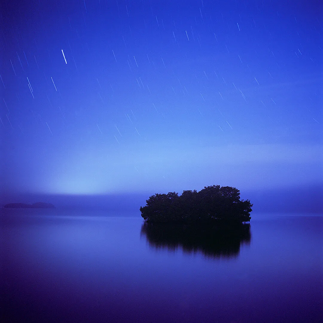 Mangrove Study #1, Estero Bay