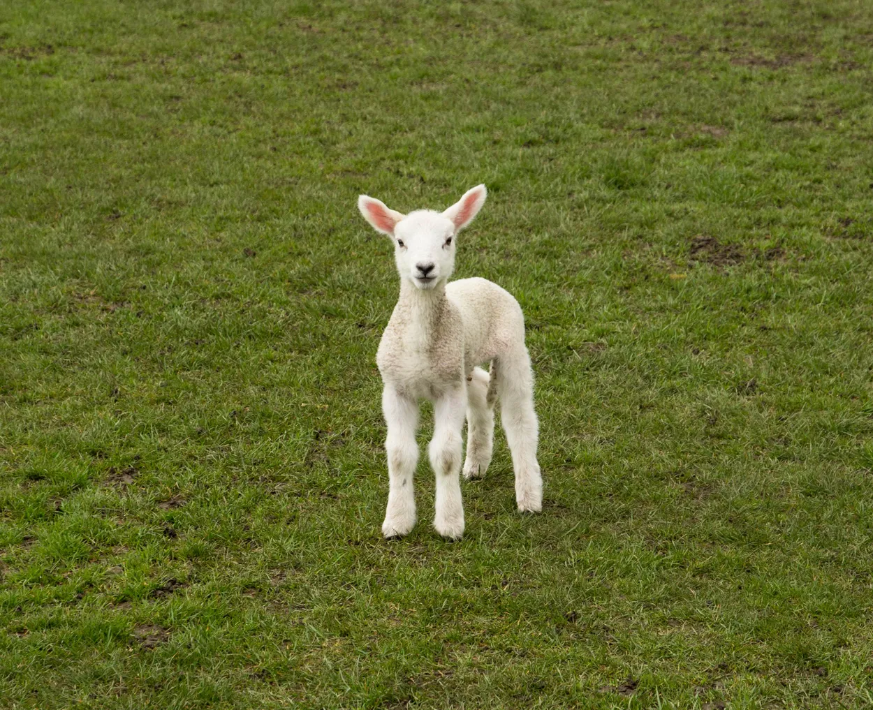 Entry 3984235