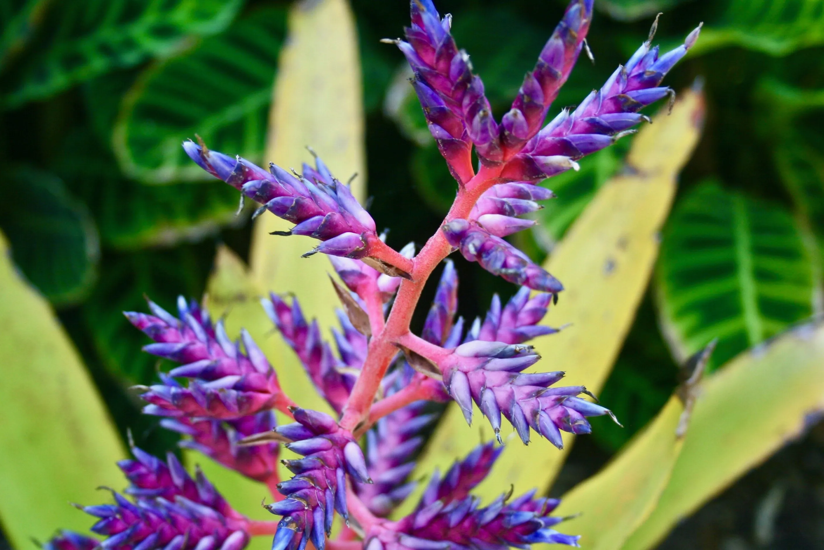 Blue Tango Aechmea Bromeliad