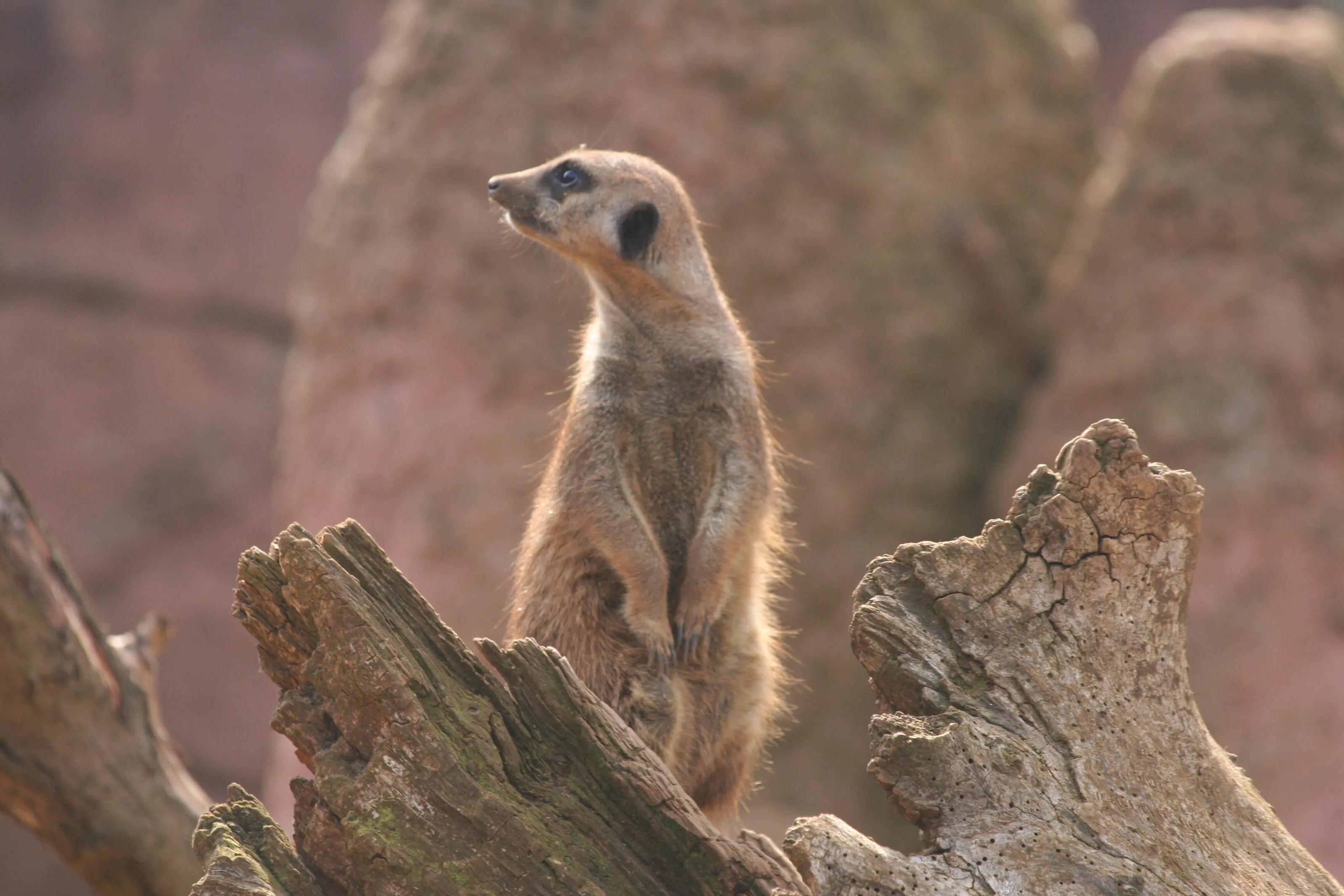 Top Meerkat on the lookout
