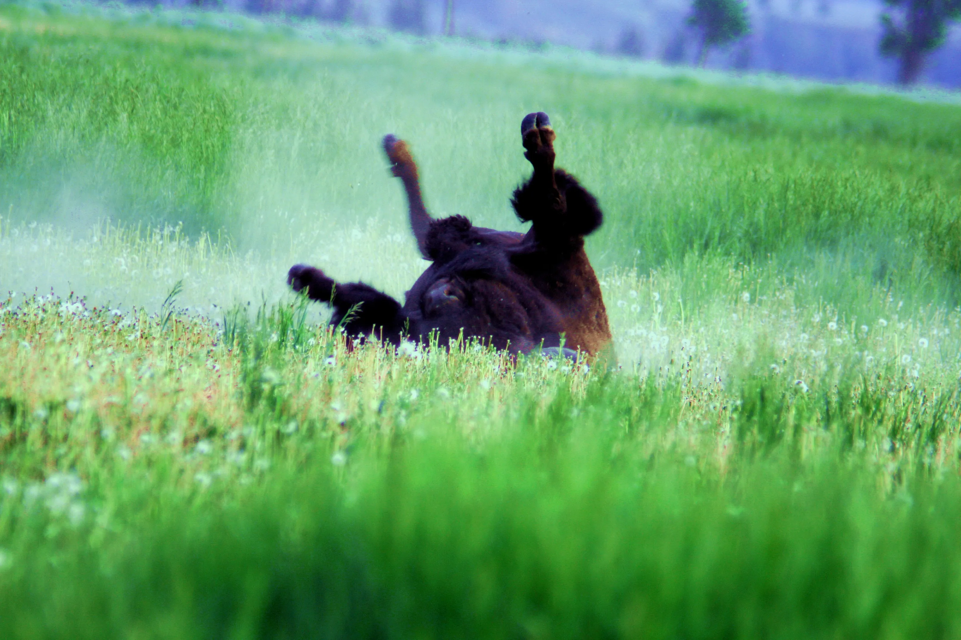 Dust bath