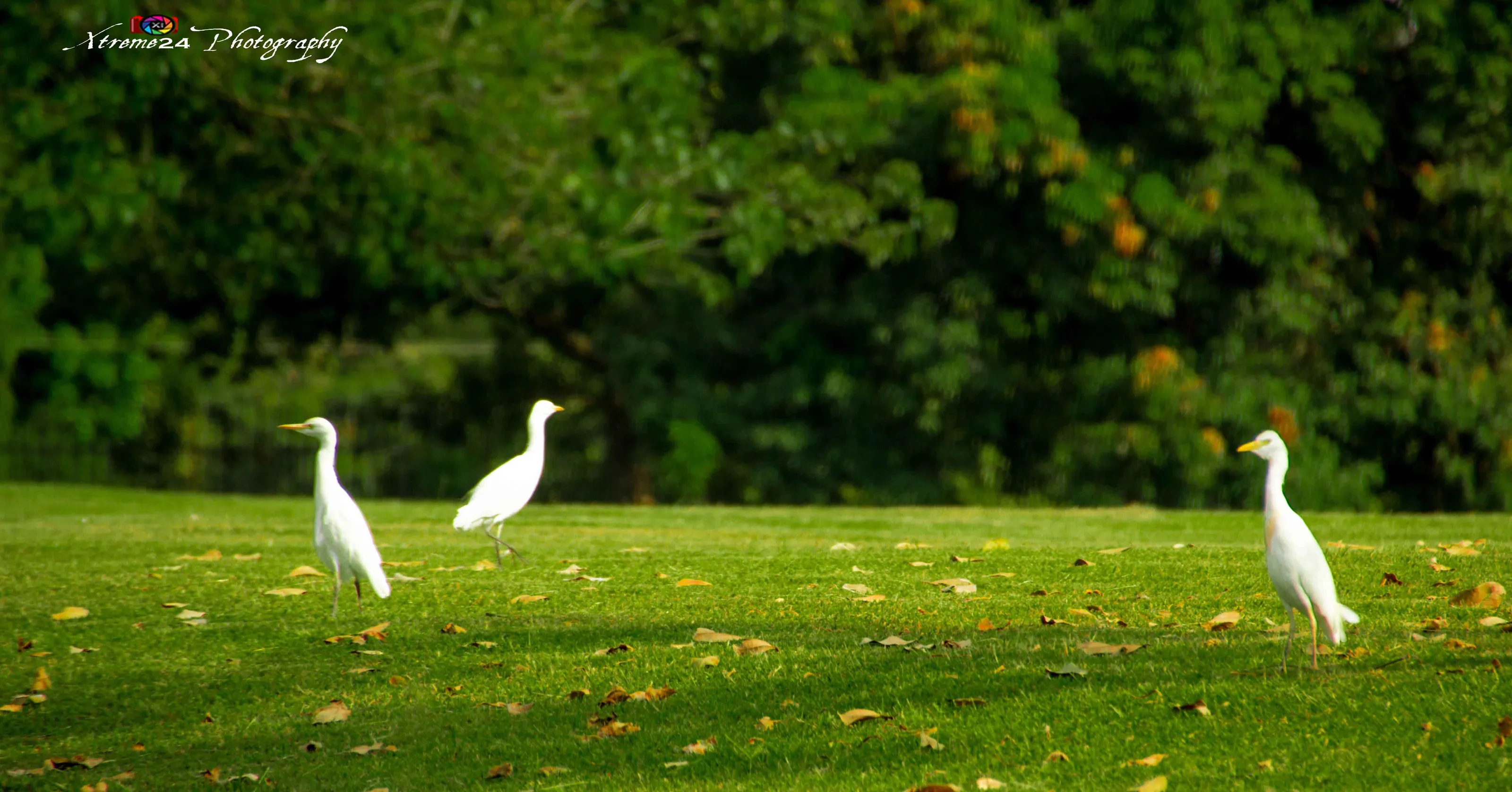 Egret