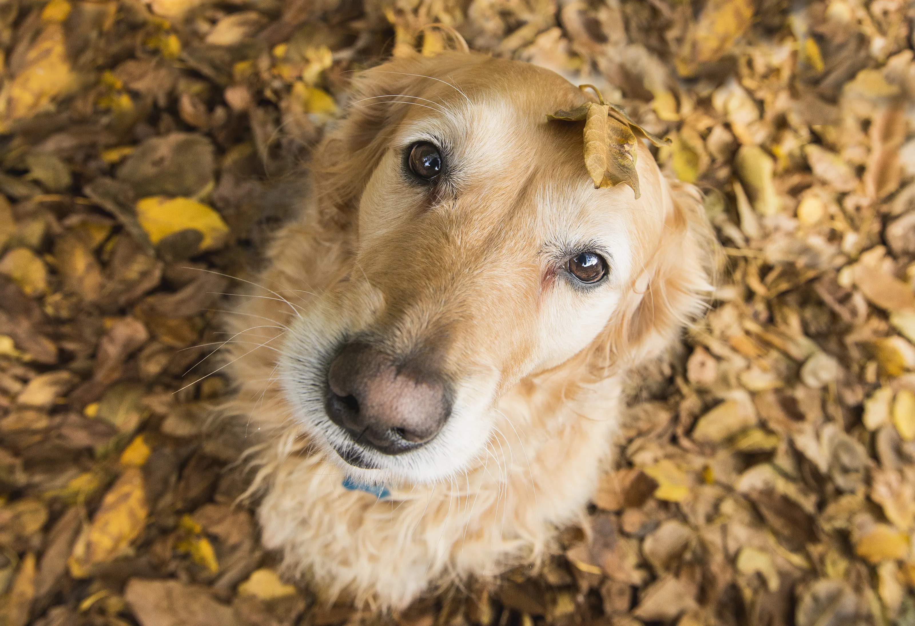 Playtime with Leaves