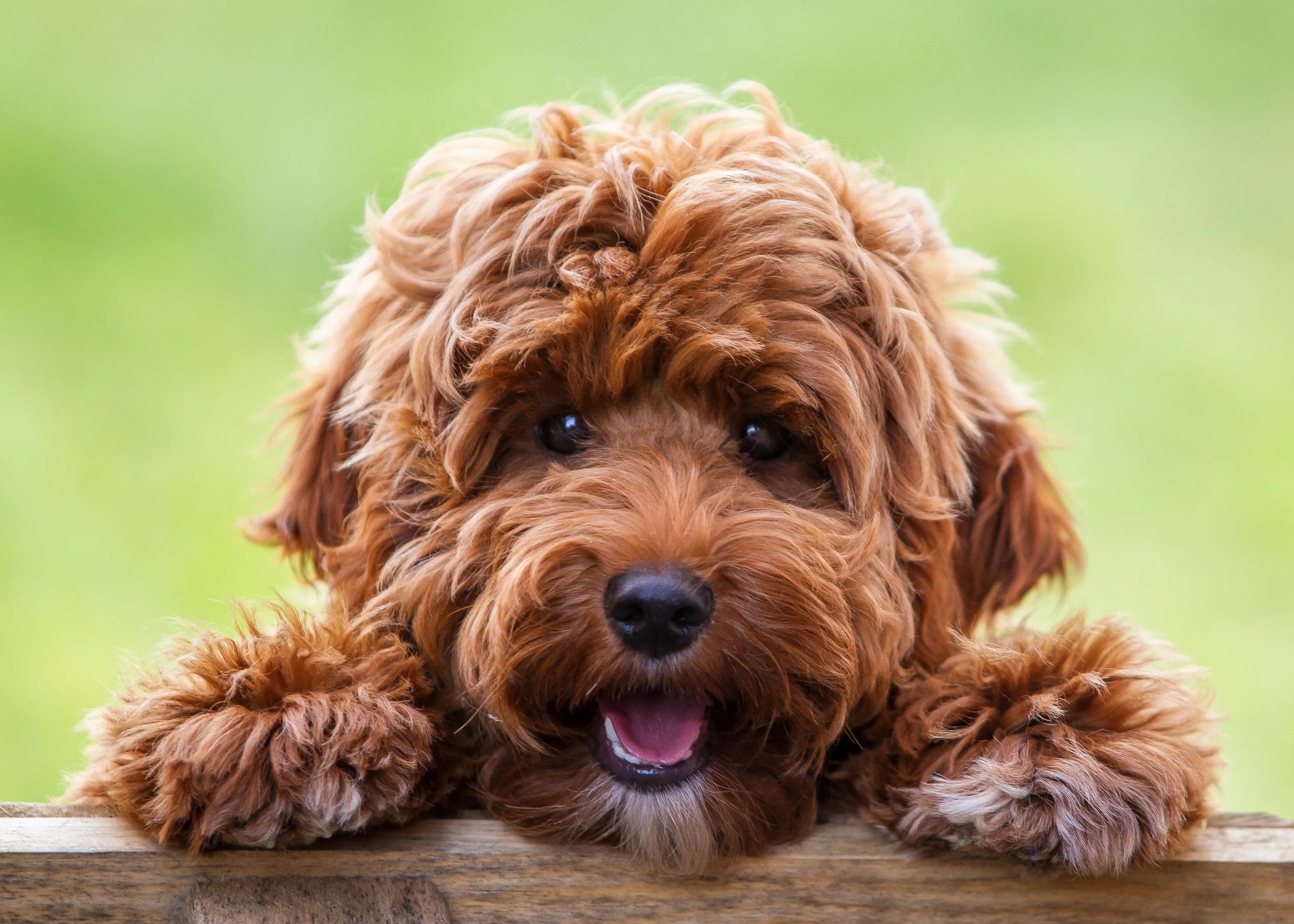 Yogi