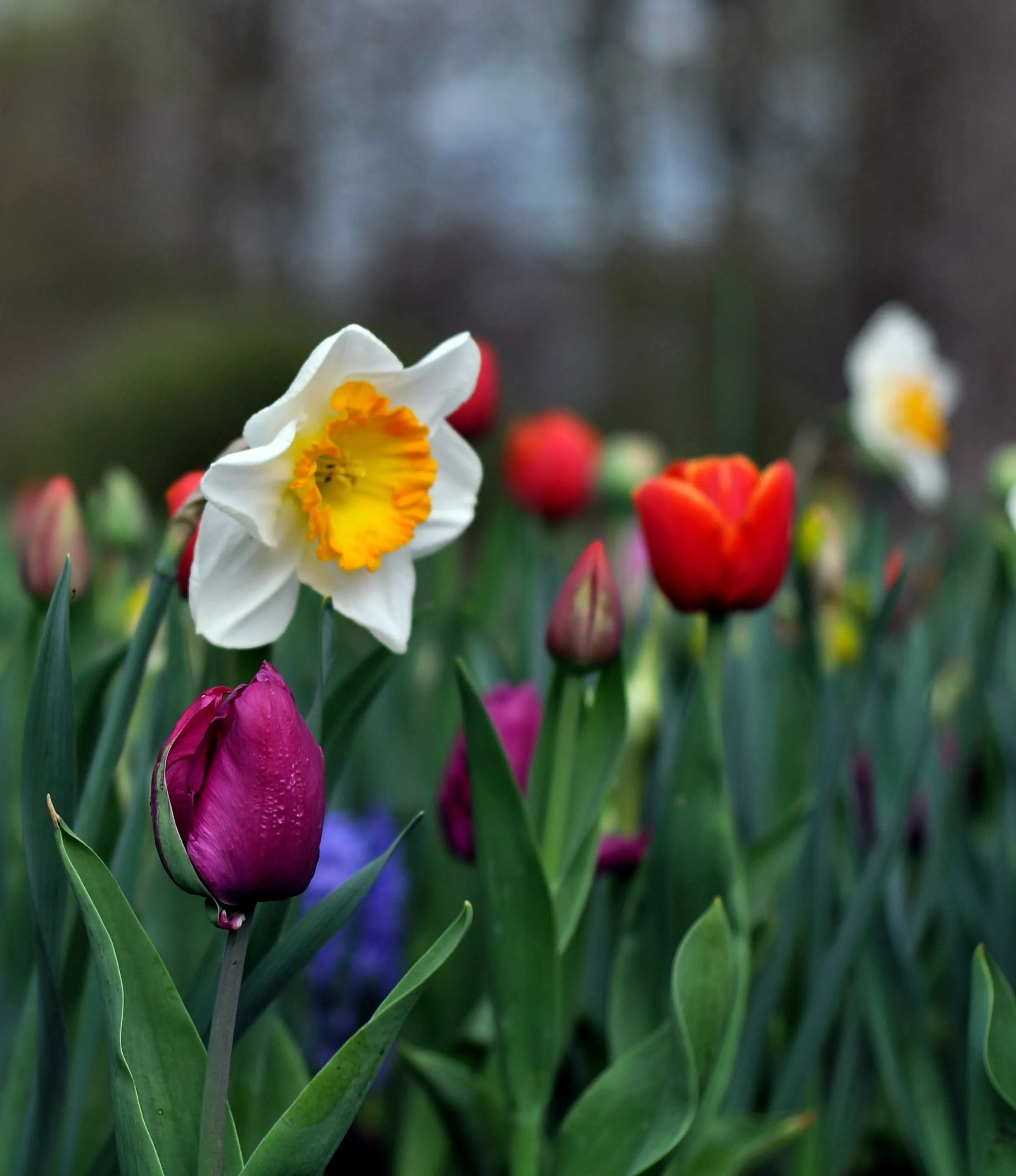 tulips in Belgium