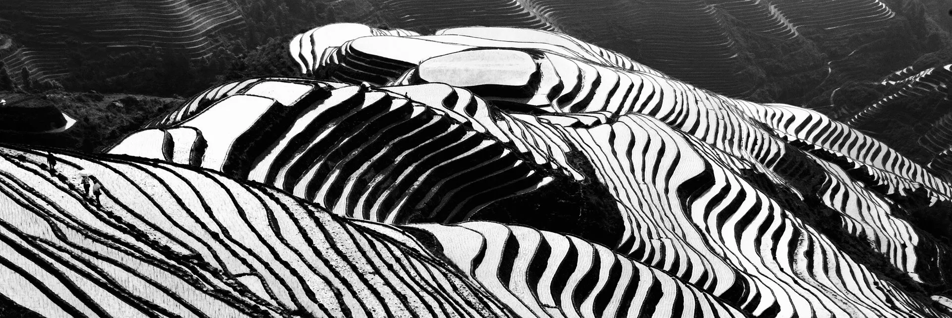 longji rice terrace