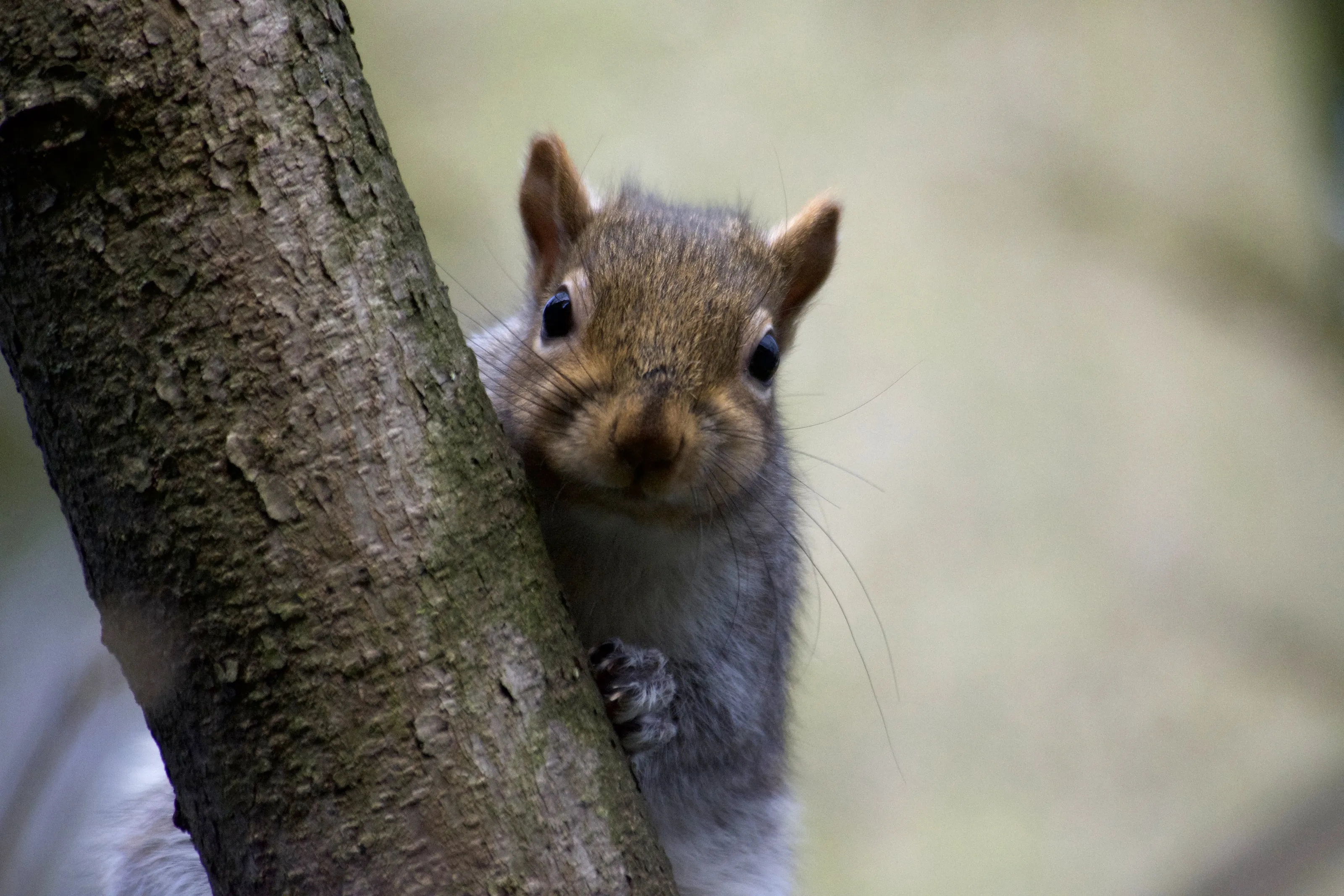 Hello Squirrel!
