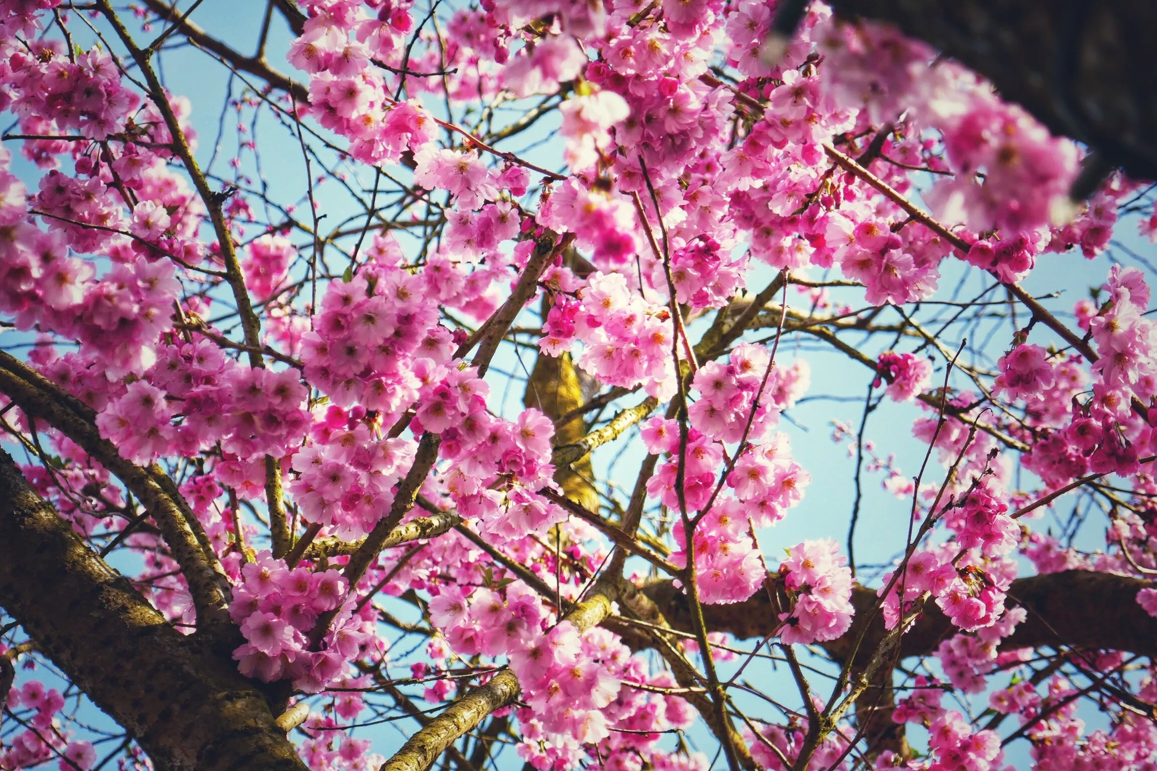 Spring in full bloom