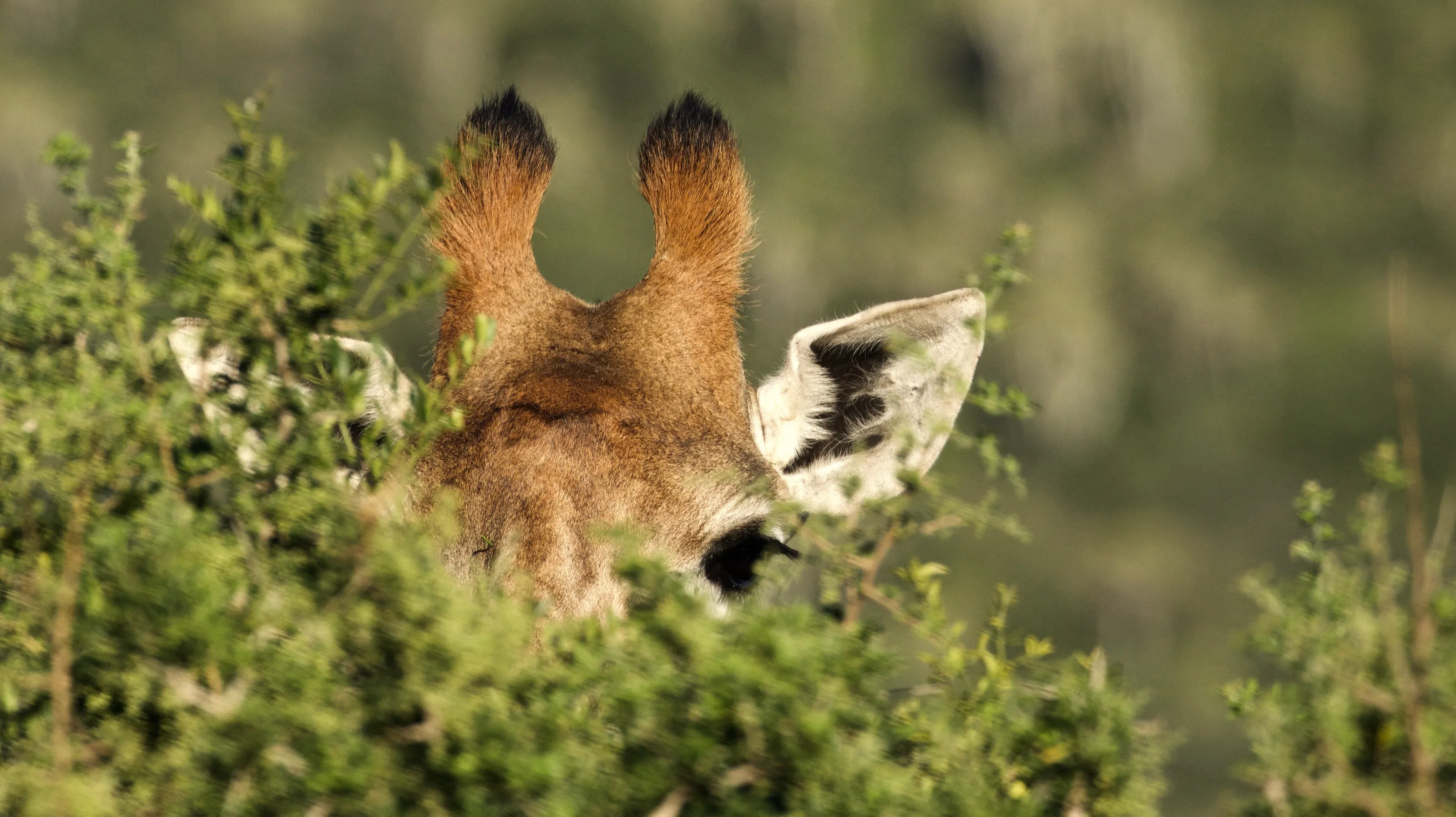 I don’t think they will notice me....