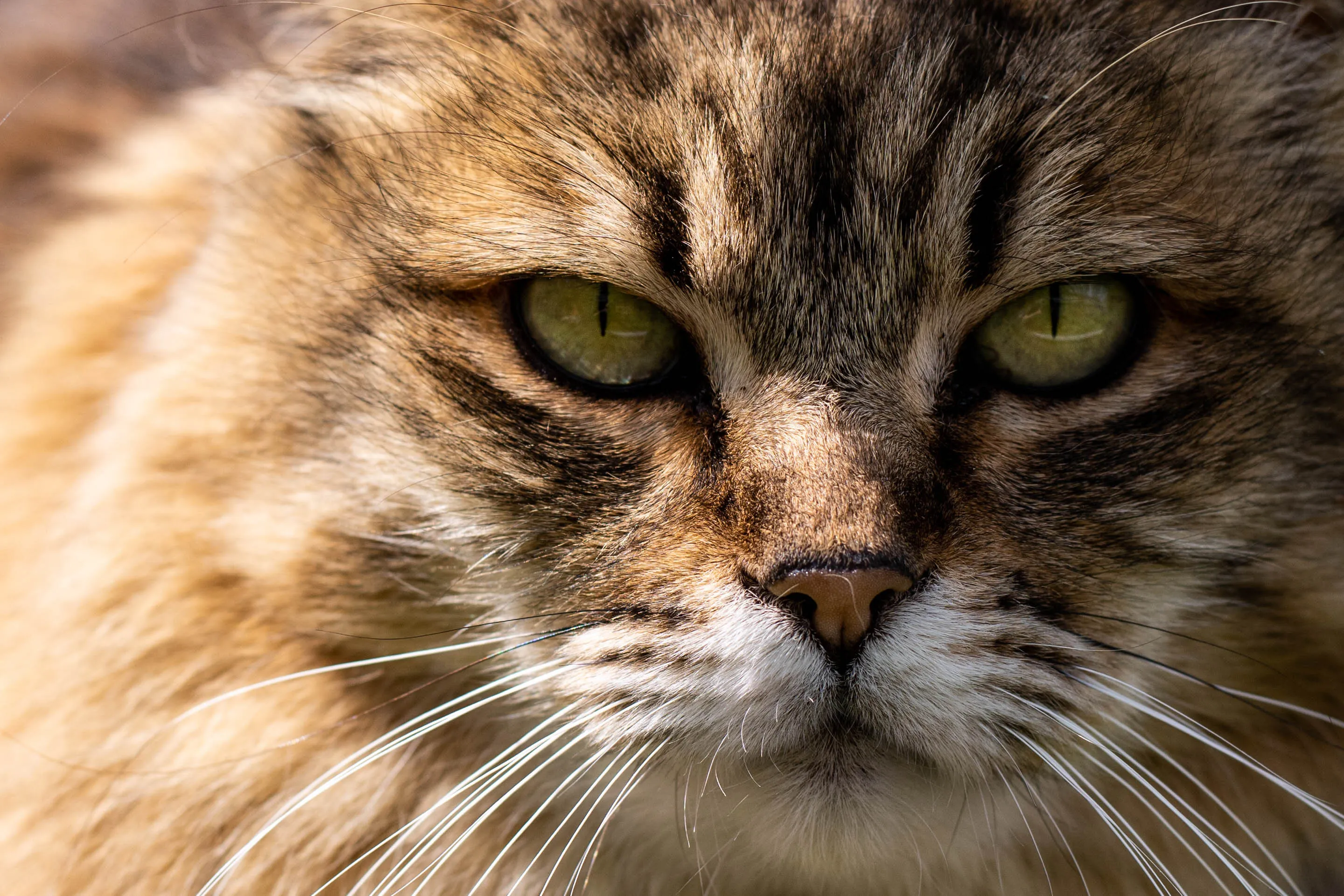 Predator