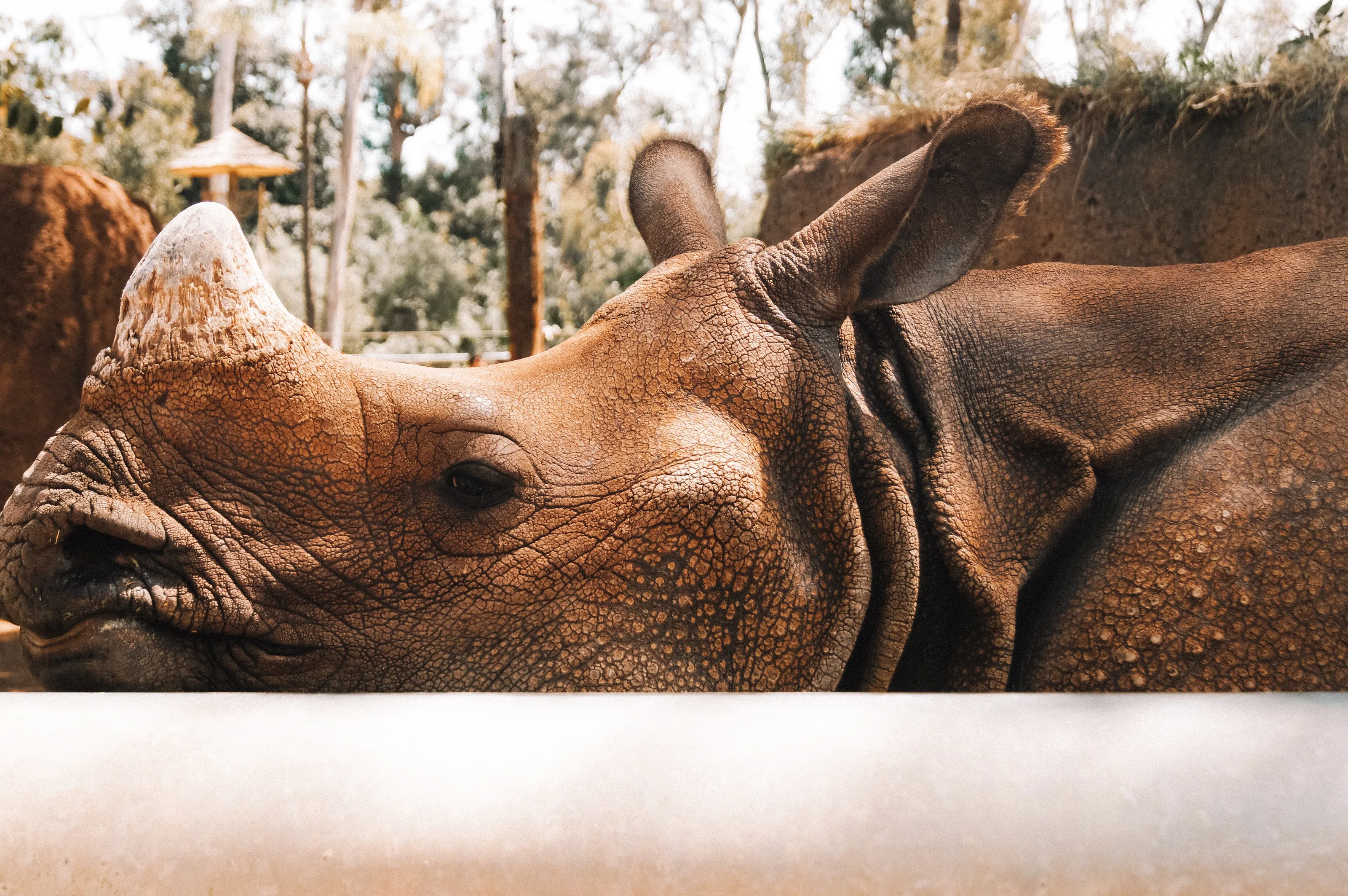 Rhino