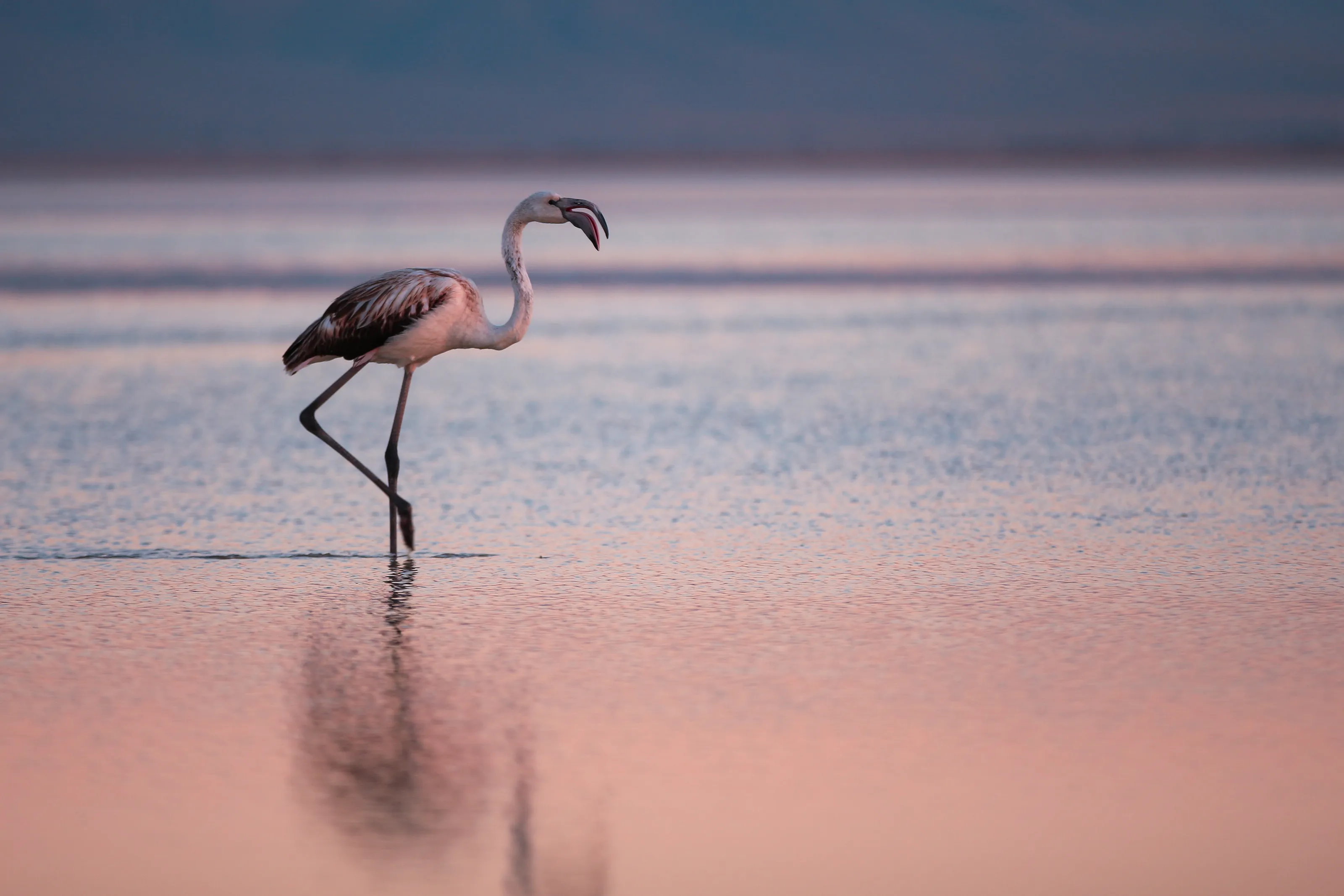 Beautiful Flamingo