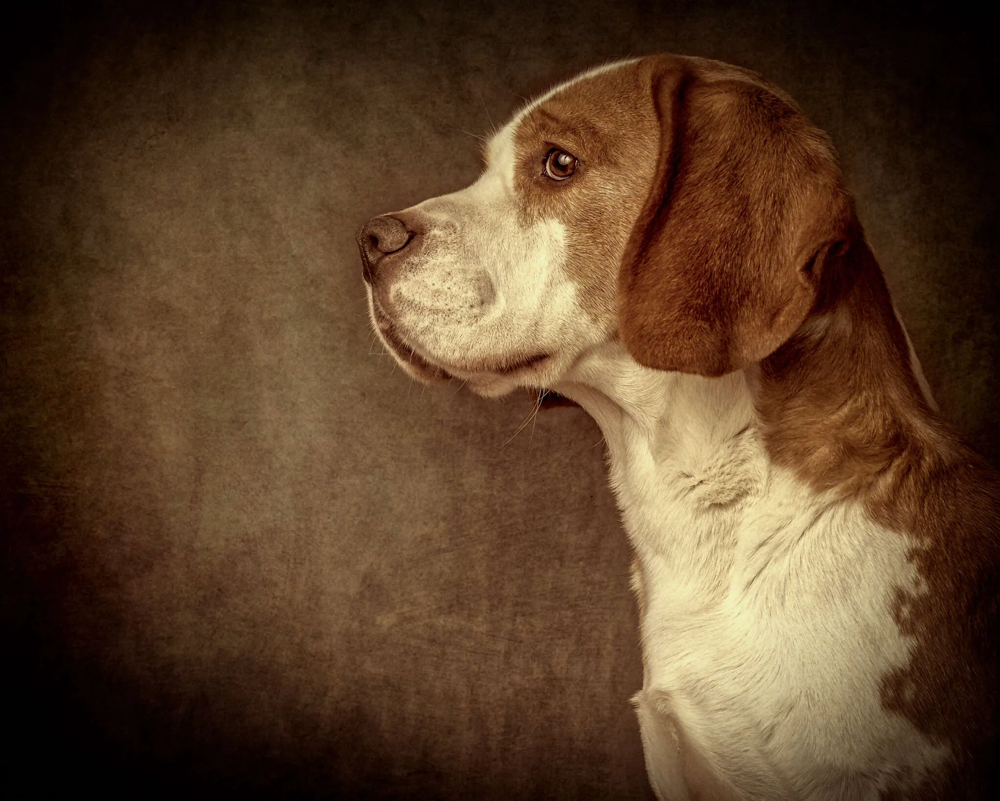 Beagle Portrait