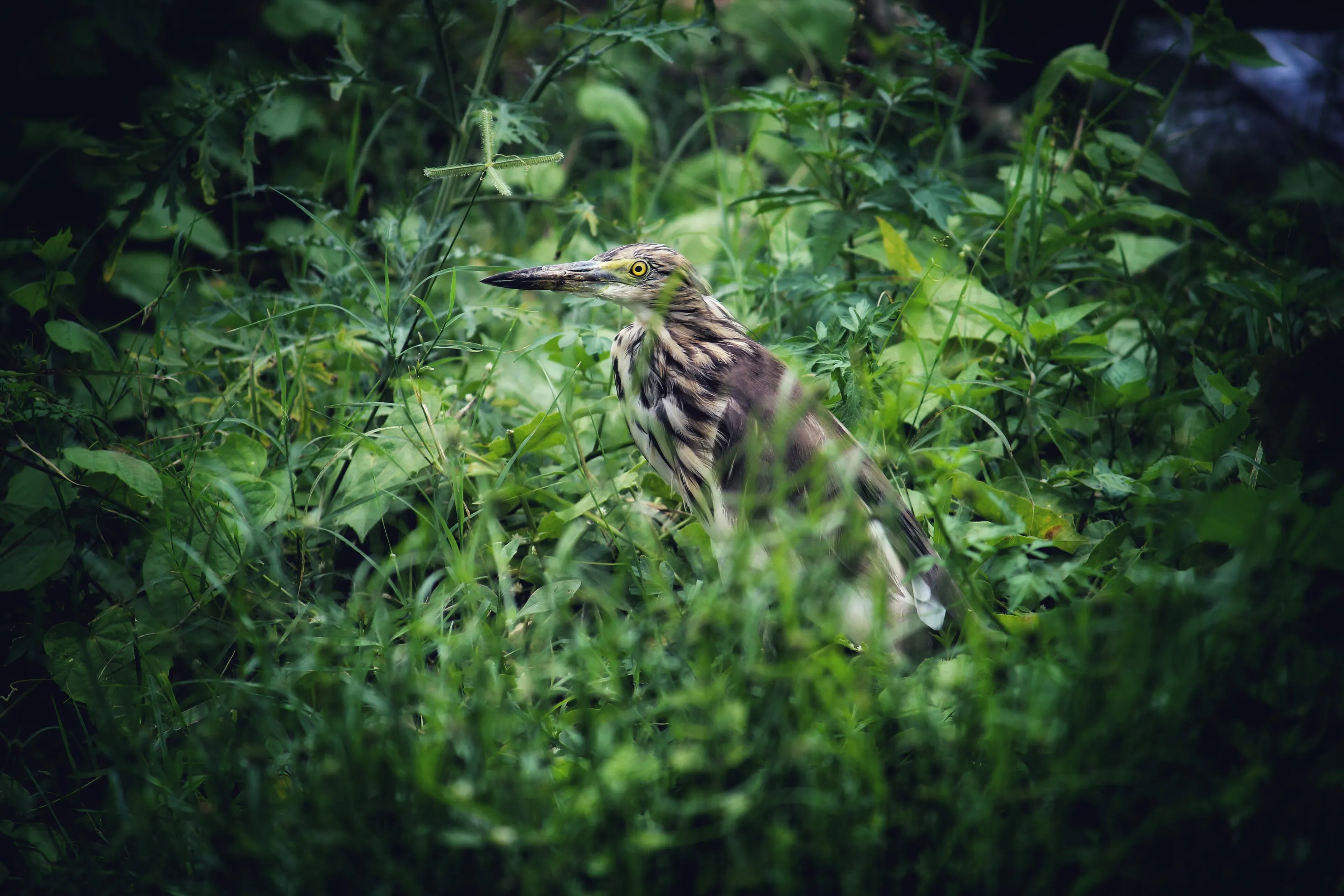 Pond heron