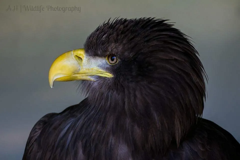 Sea Eagle