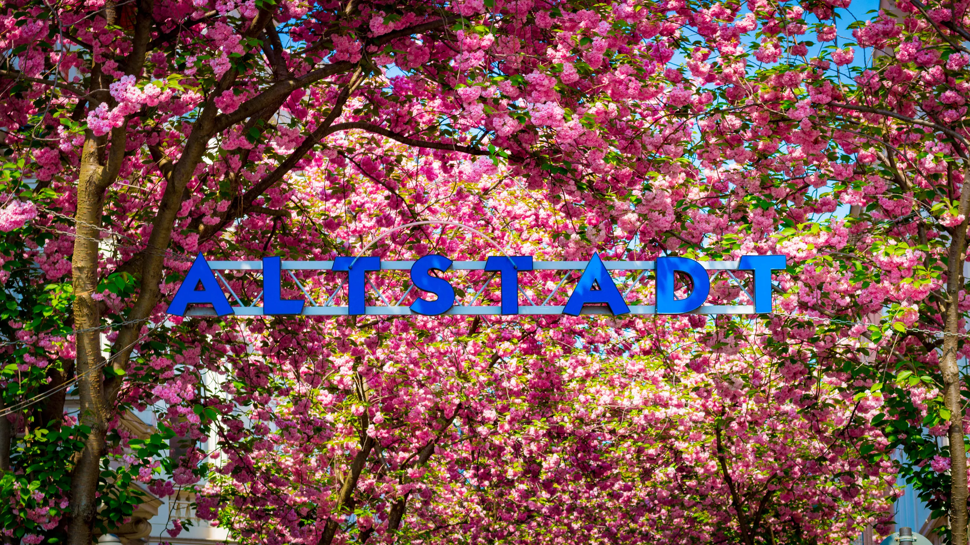 Cherry blossoms