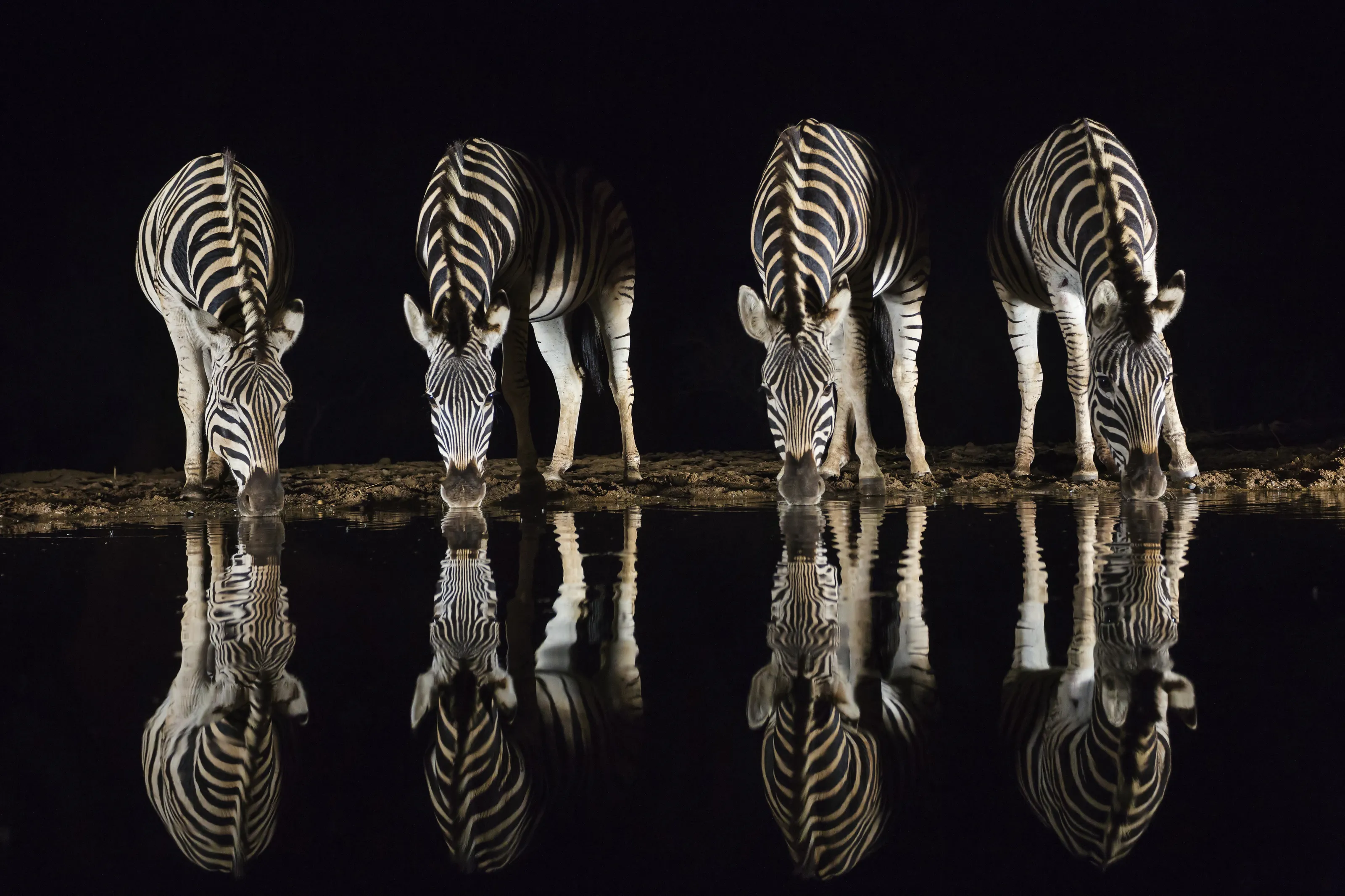 Plains zebra drinking at night