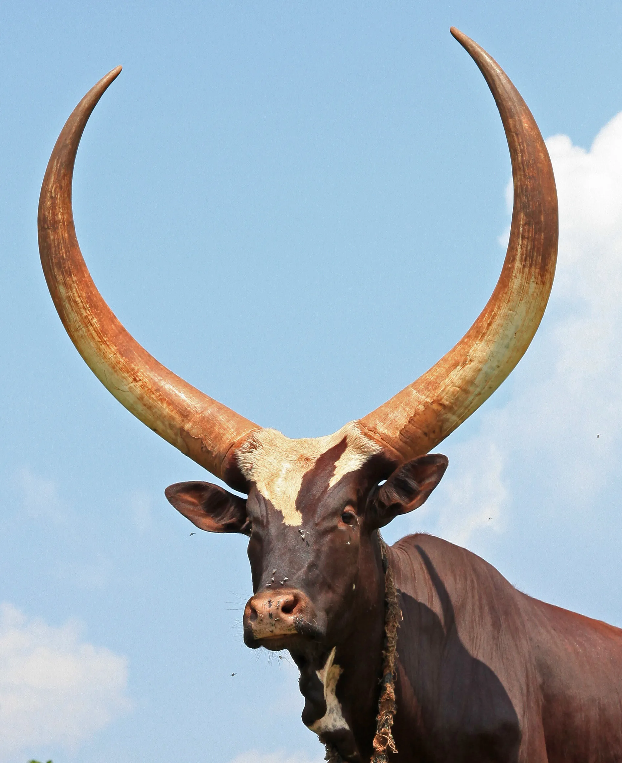 Ankole Cow, in Uganda