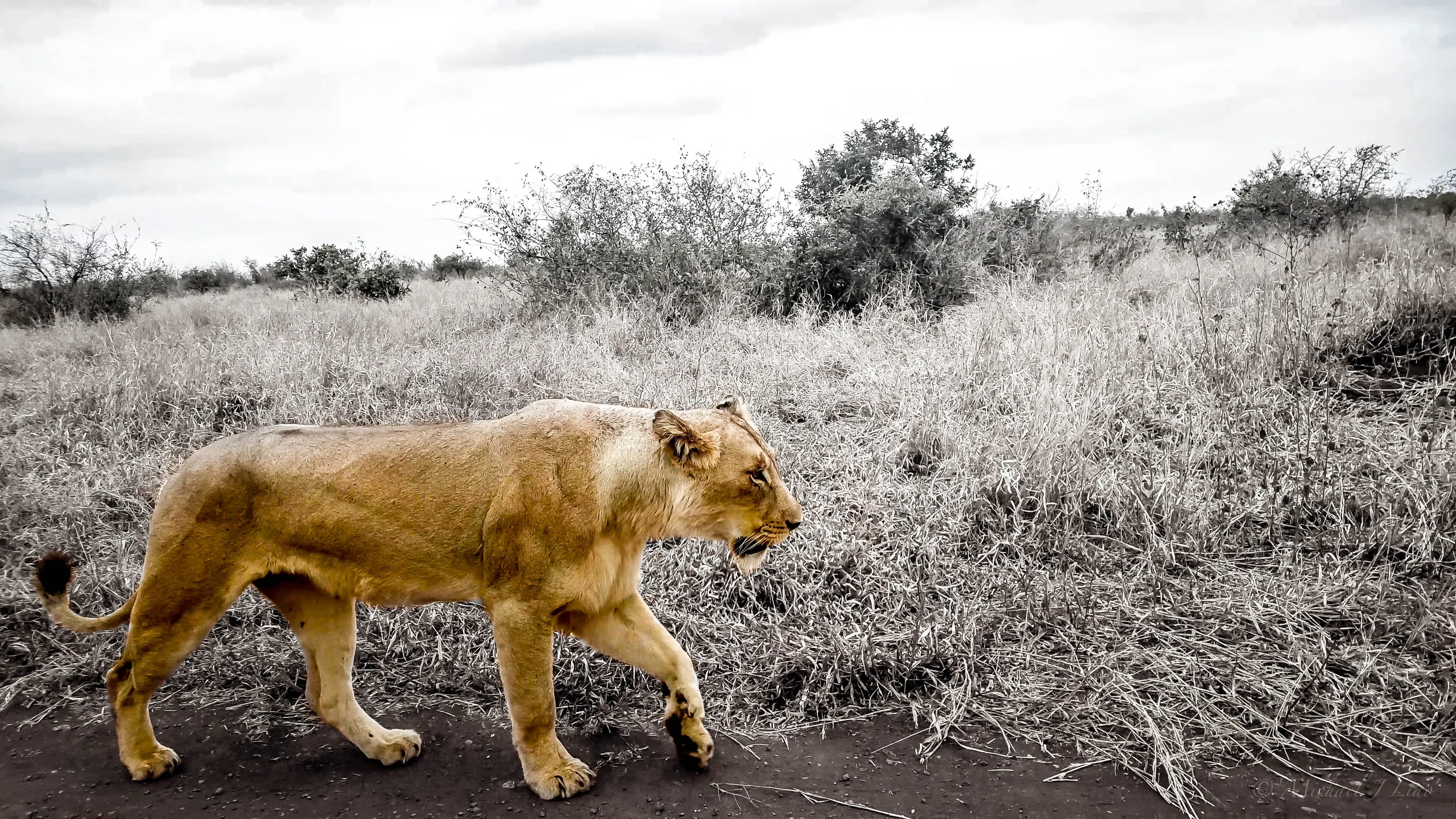 Encounter in Kruger