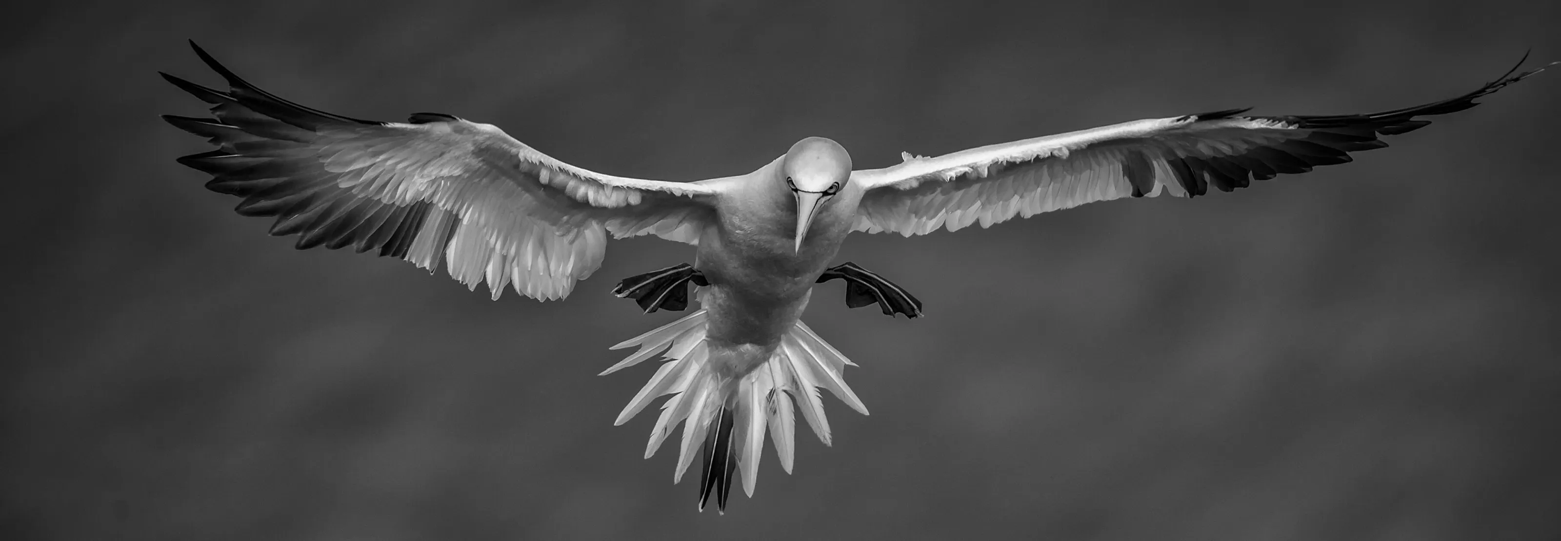 Gannet in Flight