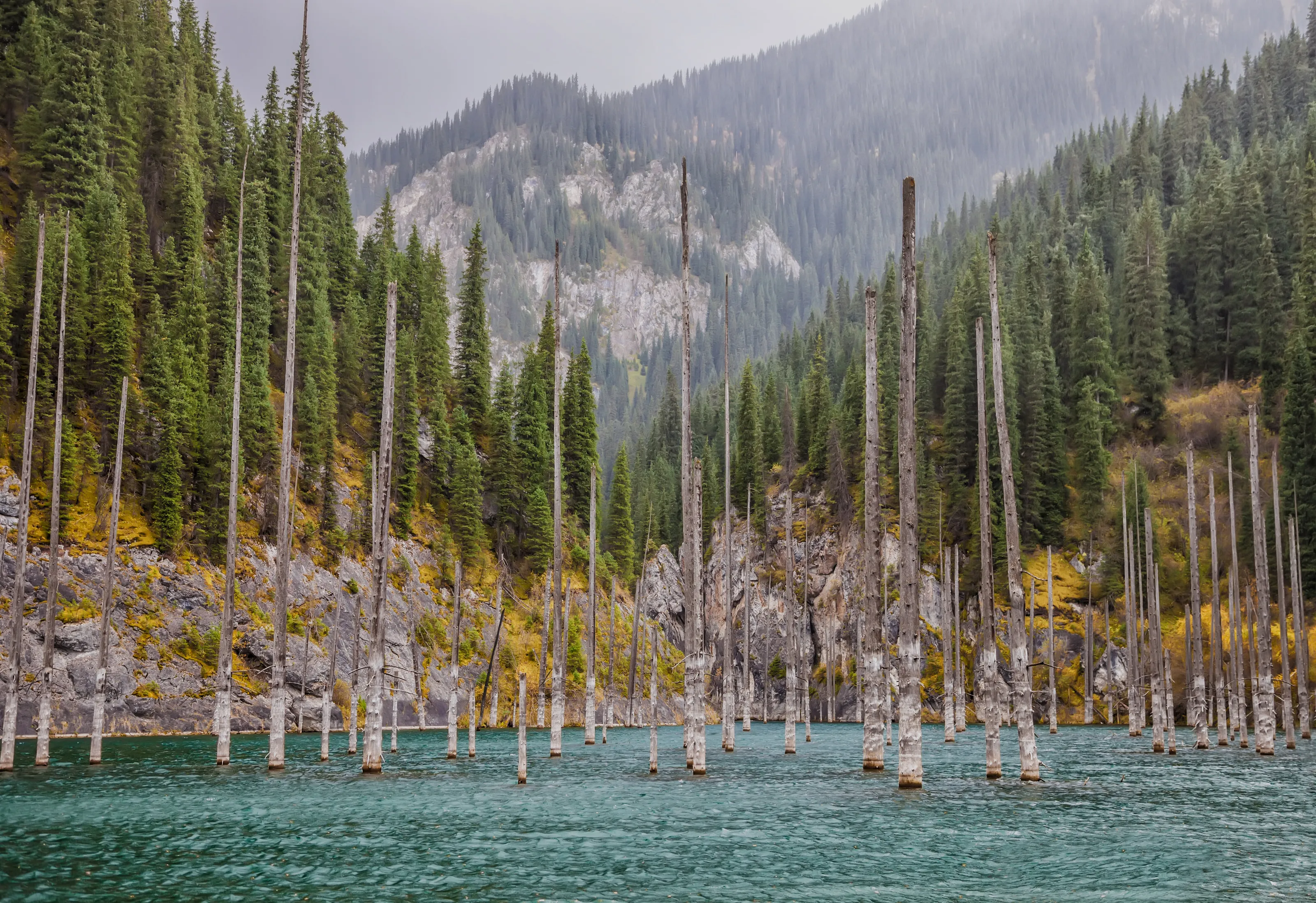 Sunken Forest